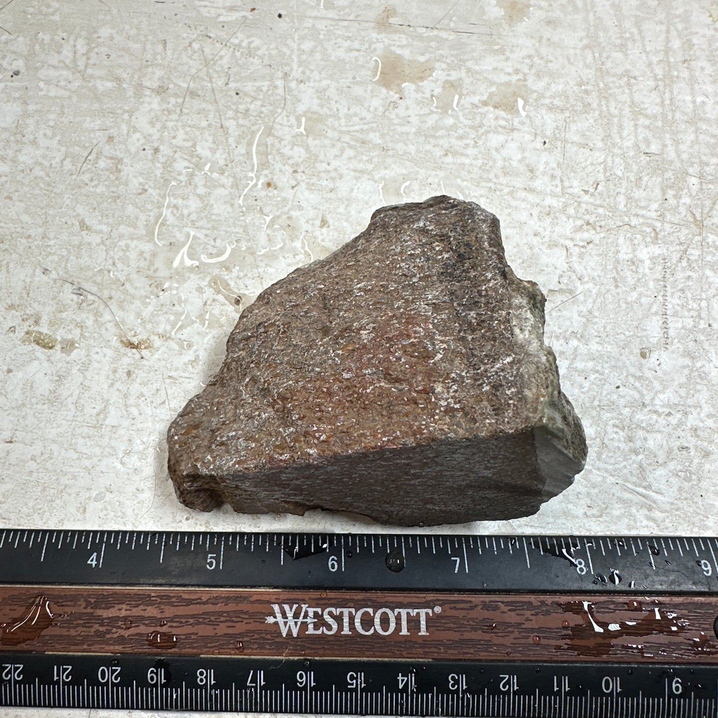 GEMBONE Dinosaur Bone Faced Rough - 0.58 Pounds