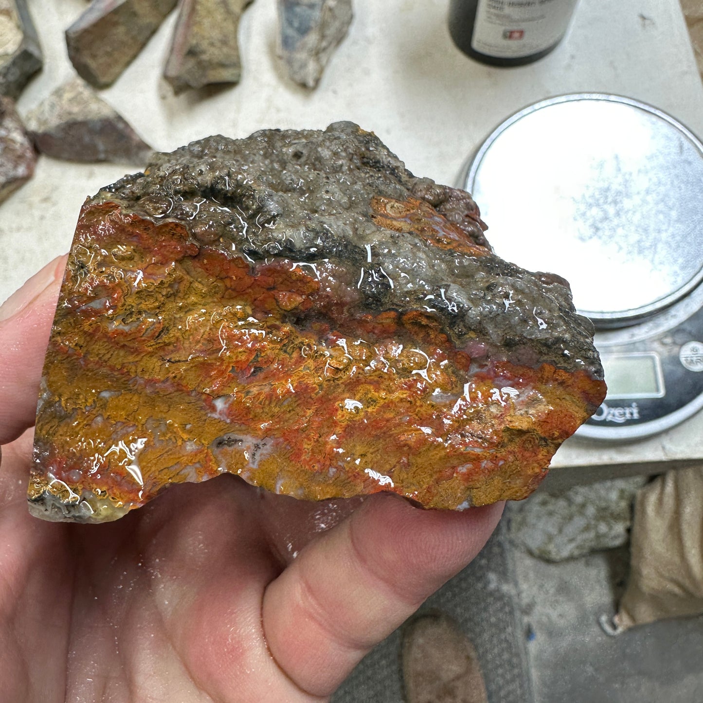 WINGATE PASS PLUME AGATE Windowed Rough - 1.15 Pounds