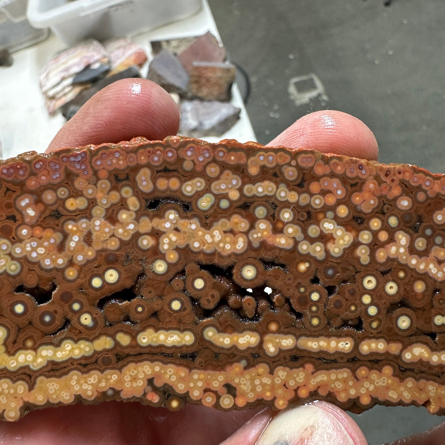 Chocolate RIVER JASPER Slab - 171 grams