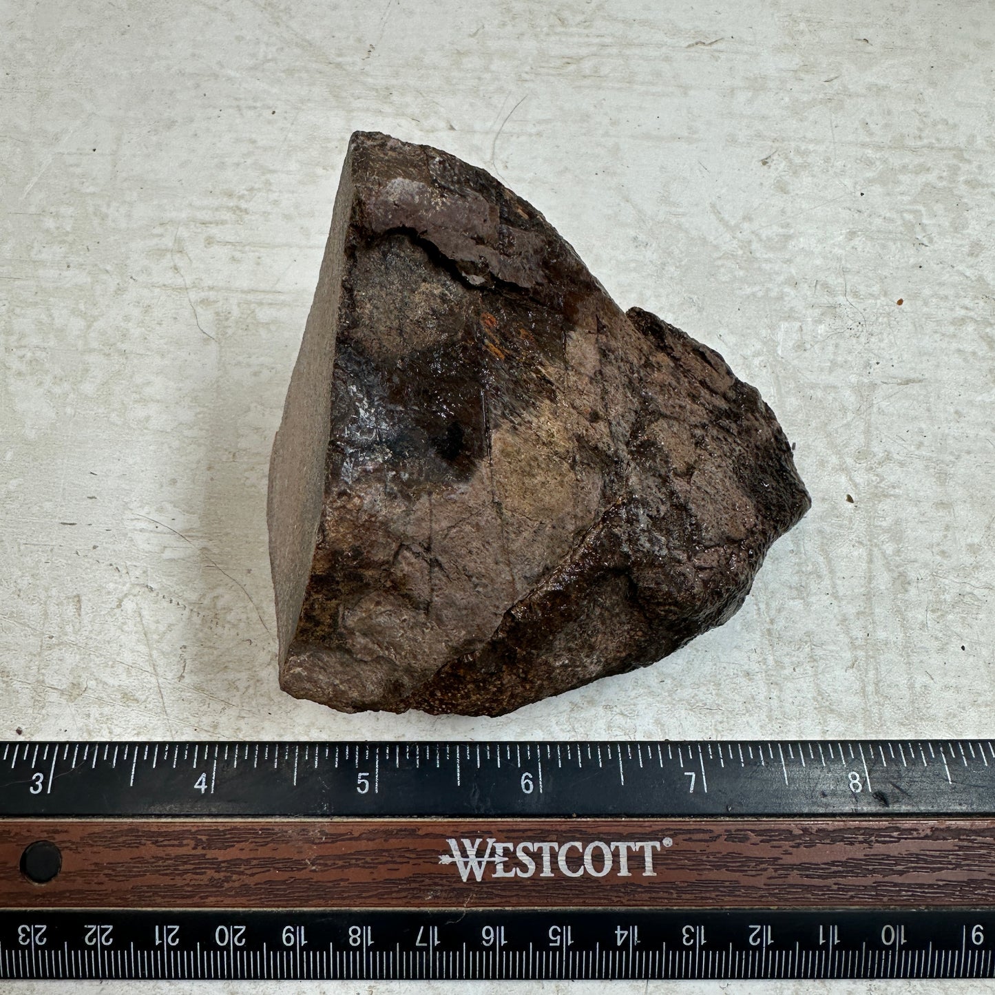 GEMBONE Dinosaur Bone Faced Rough - 0.61 Pounds