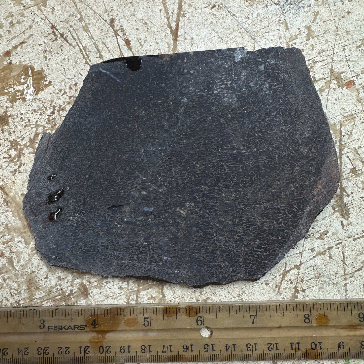 GEMBONE Dinosaur Bone Slab - 267 grams