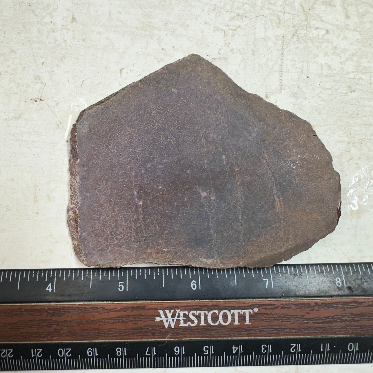 GEMBONE Dinosaur Bone Slab - 100 grams