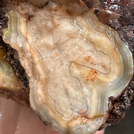 CRAZY LACE AGATE Rough - 1.56 pounds