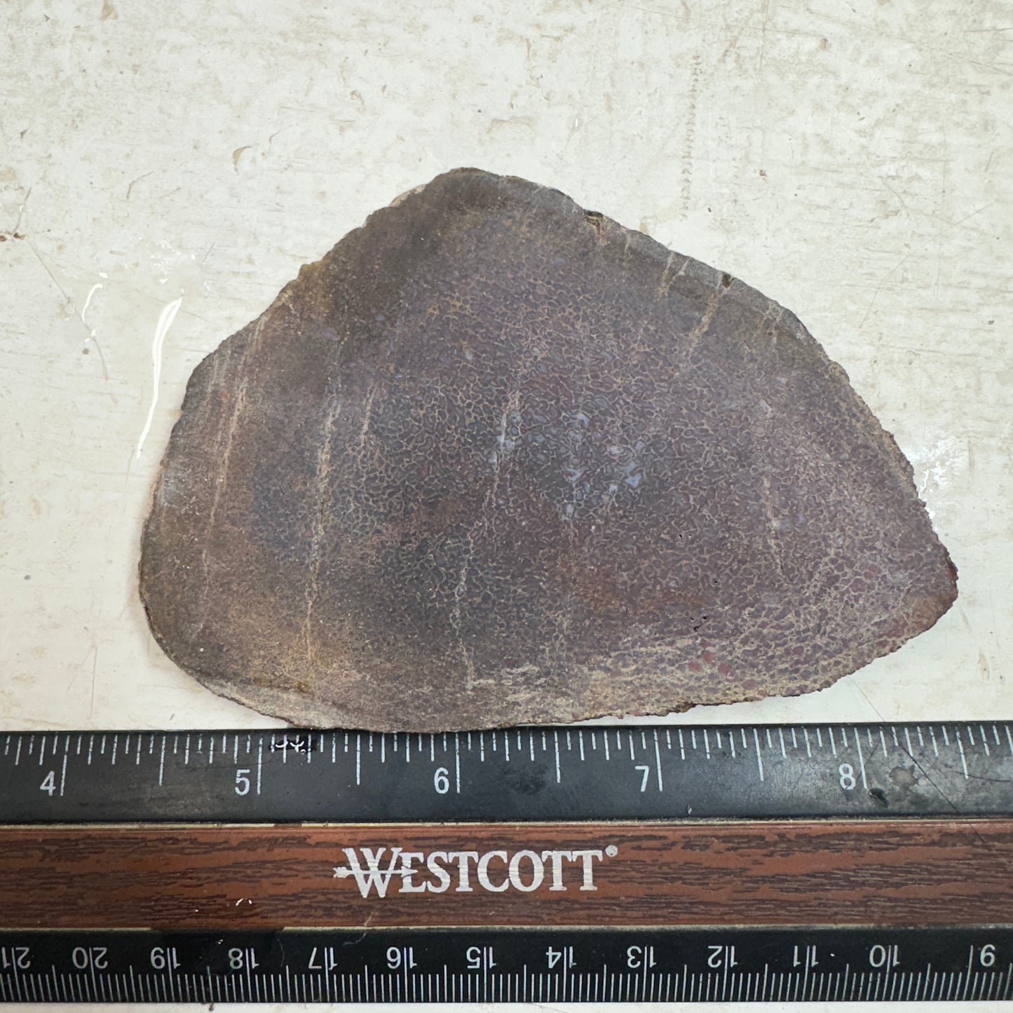 GEMBONE Dinosaur Bone Slab - 111 grams