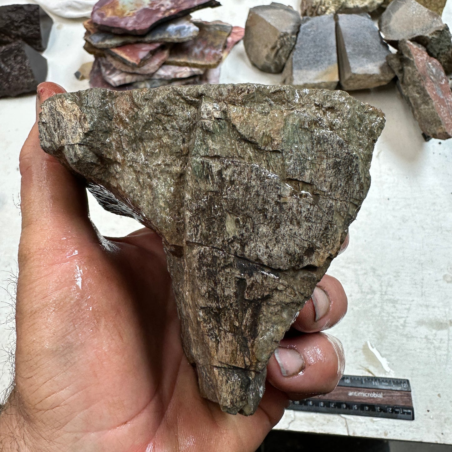 GEMBONE Dinosaur Bone Faced Rough - 2.09 Pounds