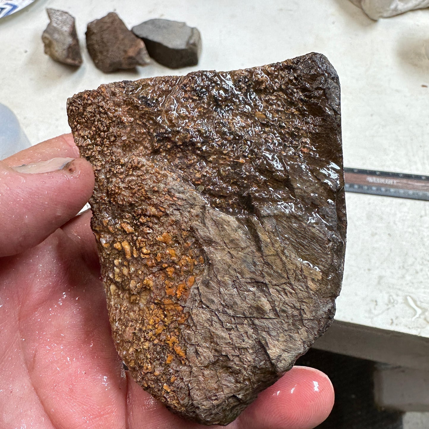 GEMBONE Dinosaur Bone Faced Rough - 0.74 Pounds