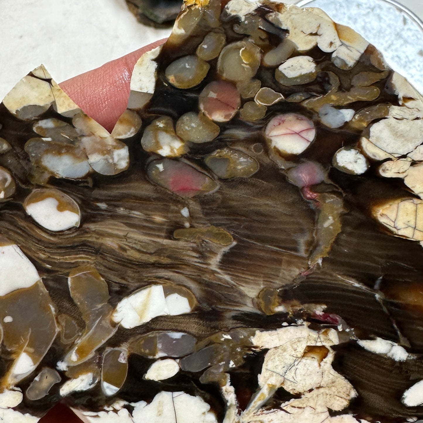 PEANUT WOOD Petrified Wood Slab - 152 grams