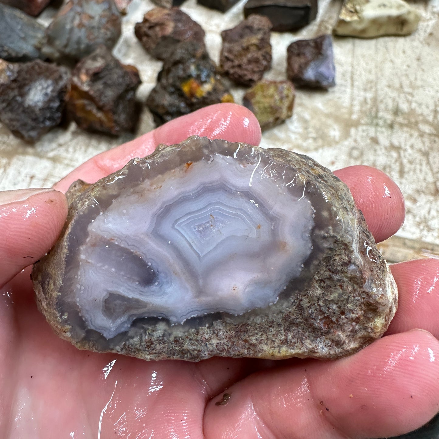 Alianza Claim LAGUNA AGATE Rough - 0.45 Pounds