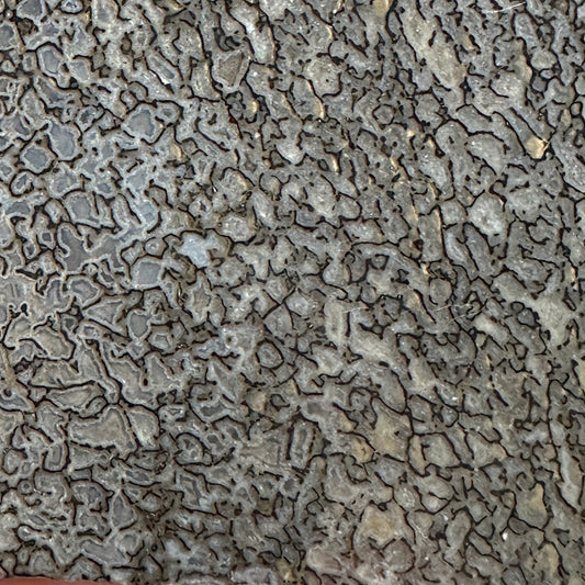 GEMBONE Dinosaur Bone Slab - 140 grams