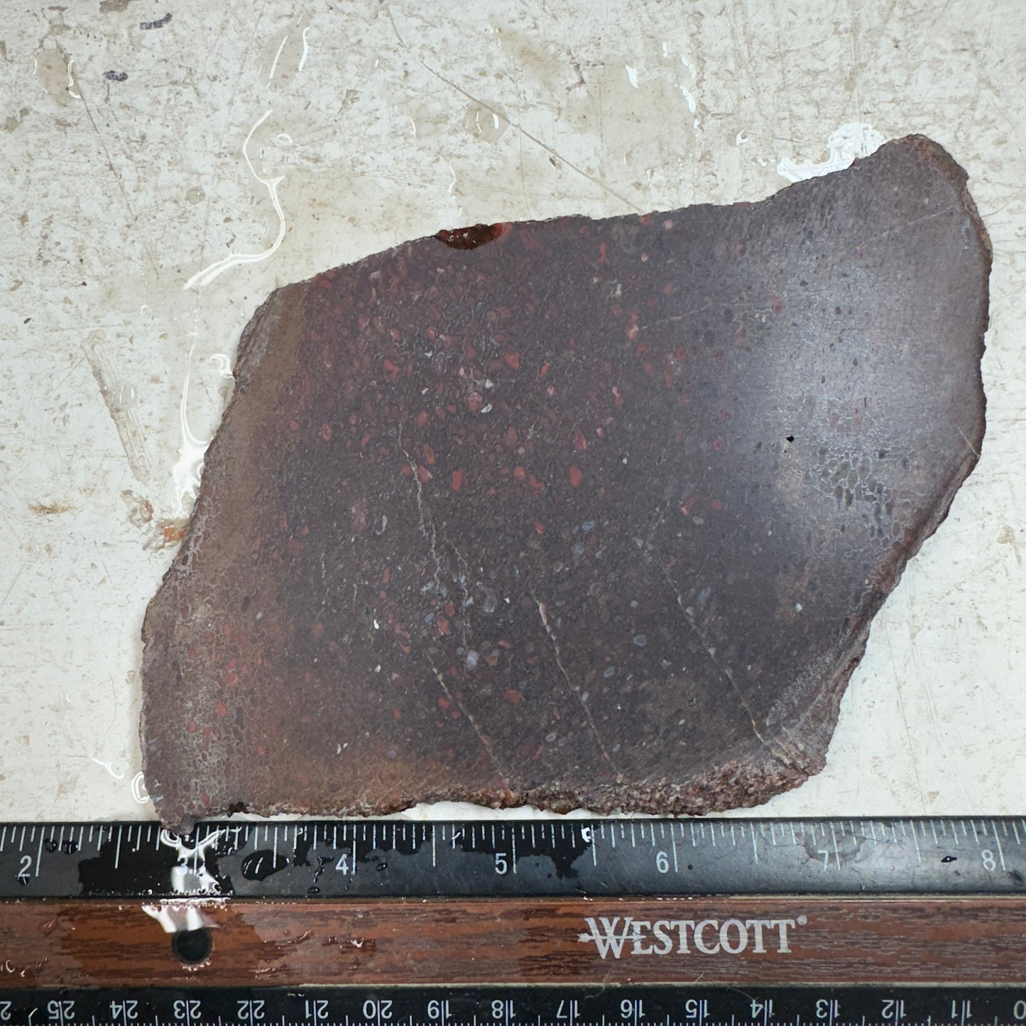 GEMBONE Dinosaur Bone Slab - 196 grams