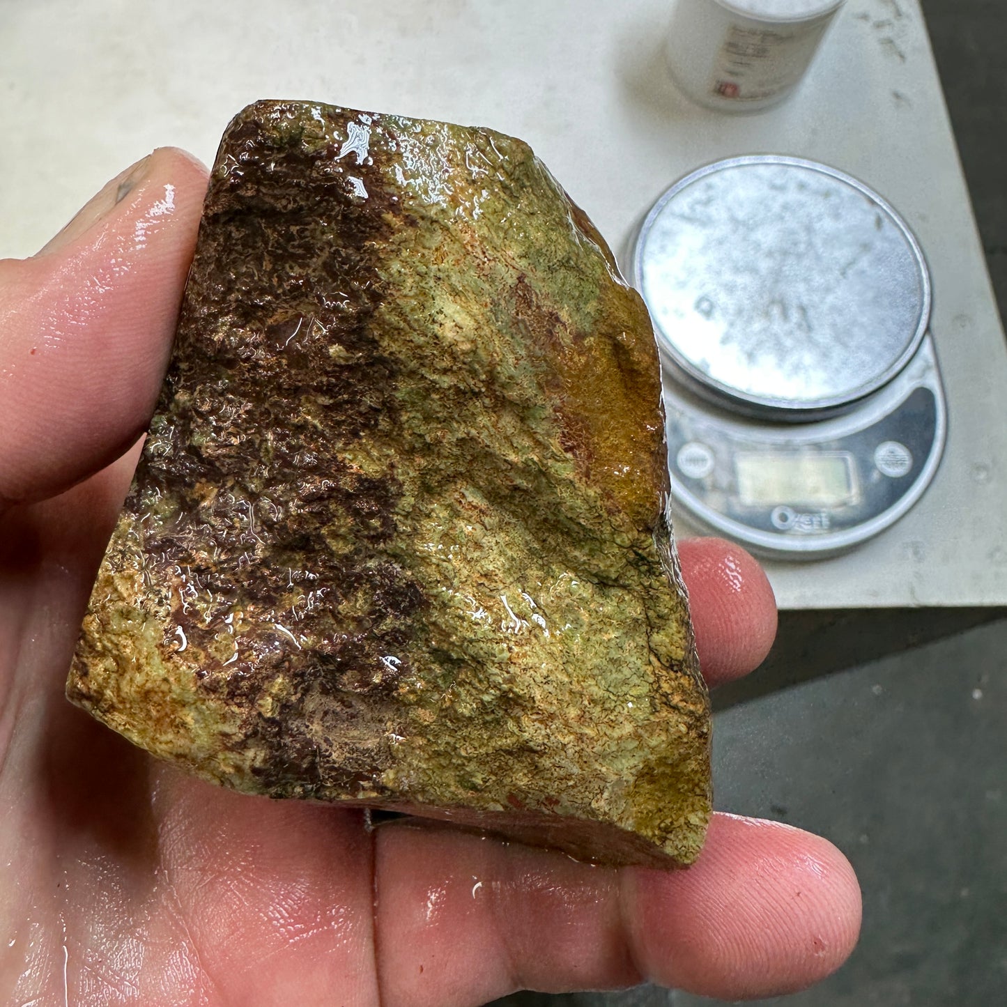 GEMBONE Dinosaur Bone Faced Rough - 16.7 ounces