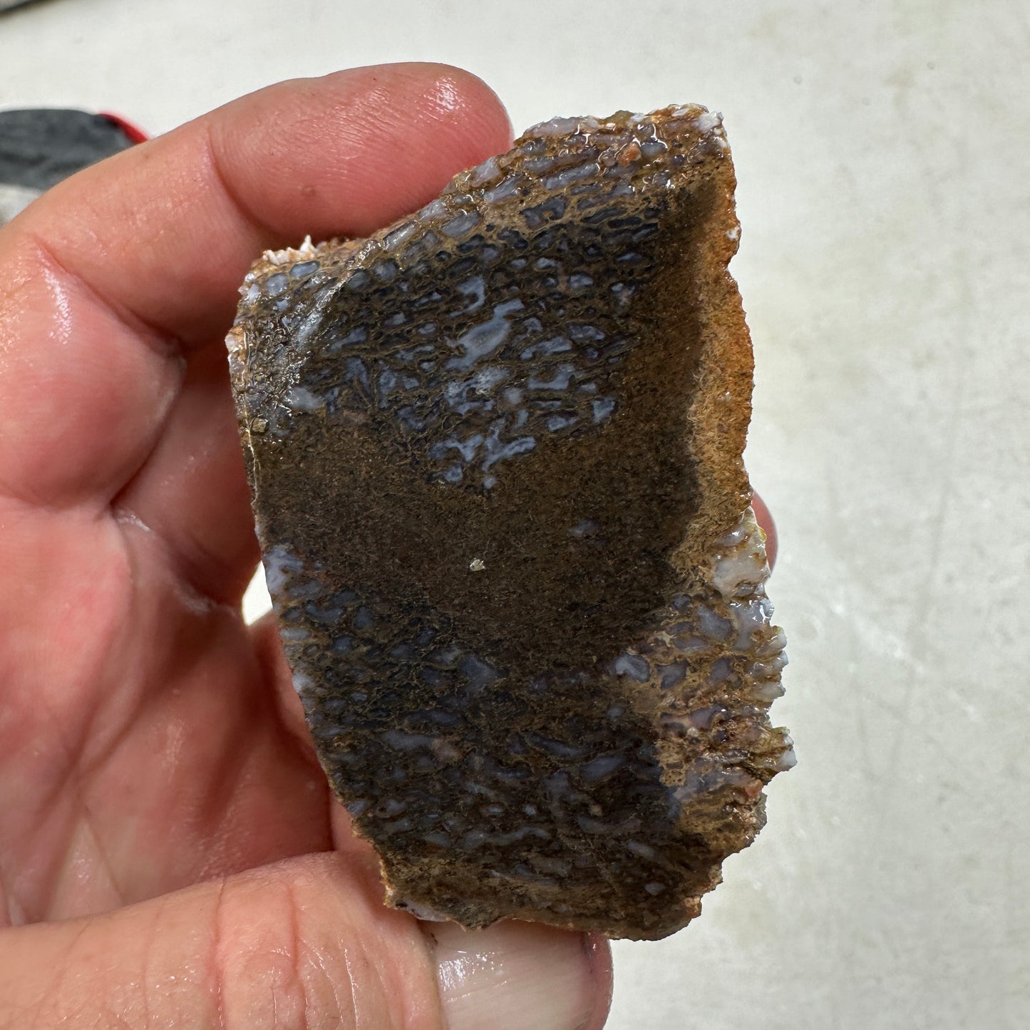 GEMBONE Dinosaur Bone Faced Rough - 0.54 Pounds