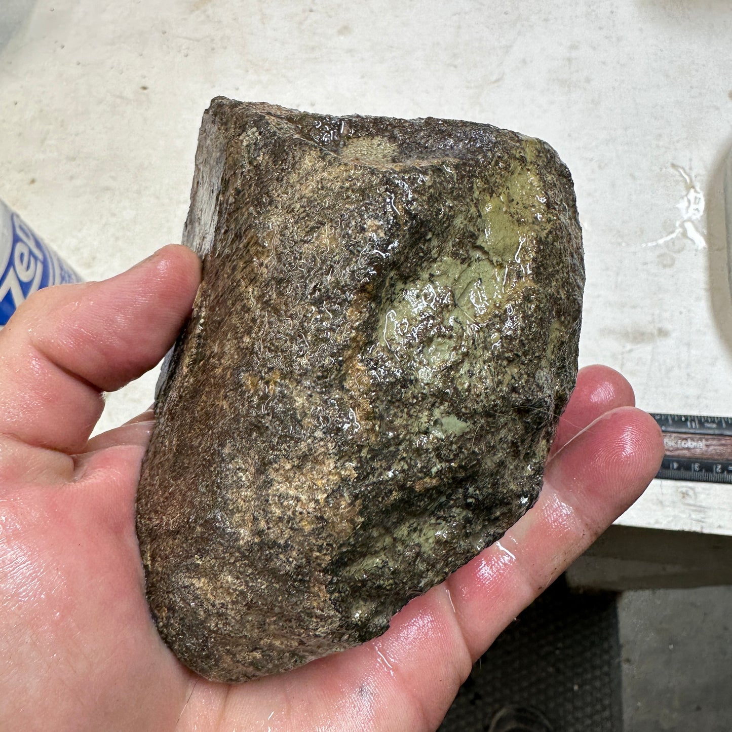 GEMBONE Dinosaur Bone Faced Rough - 2.11 Pounds