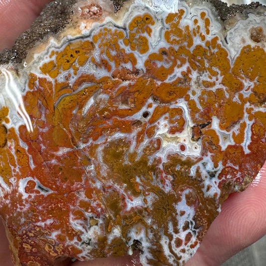 WINGATE PASS PLUME AGATE Windowed Rough - 0.62 Pounds