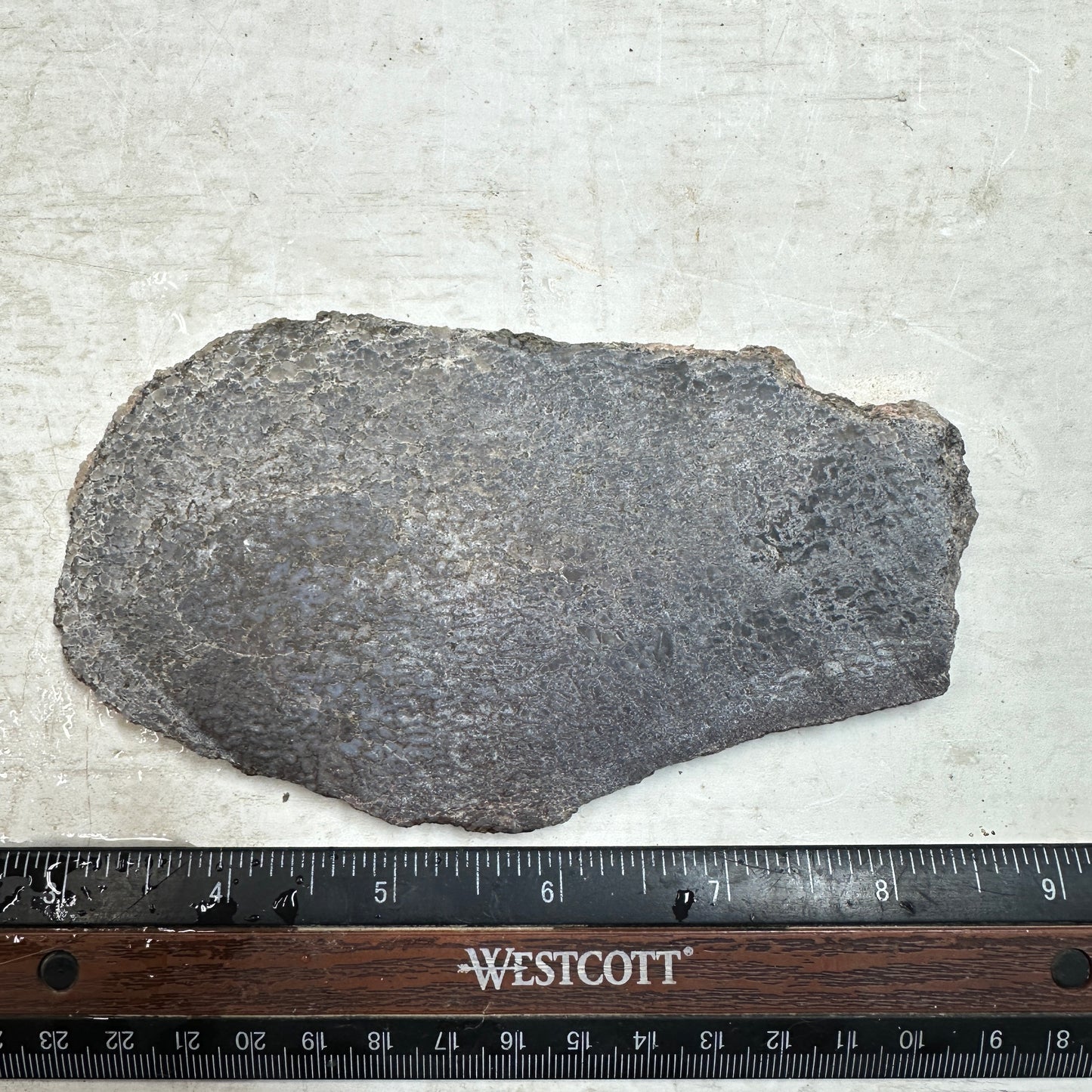 GEMBONE Dinosaur Bone Slab - 126 grams