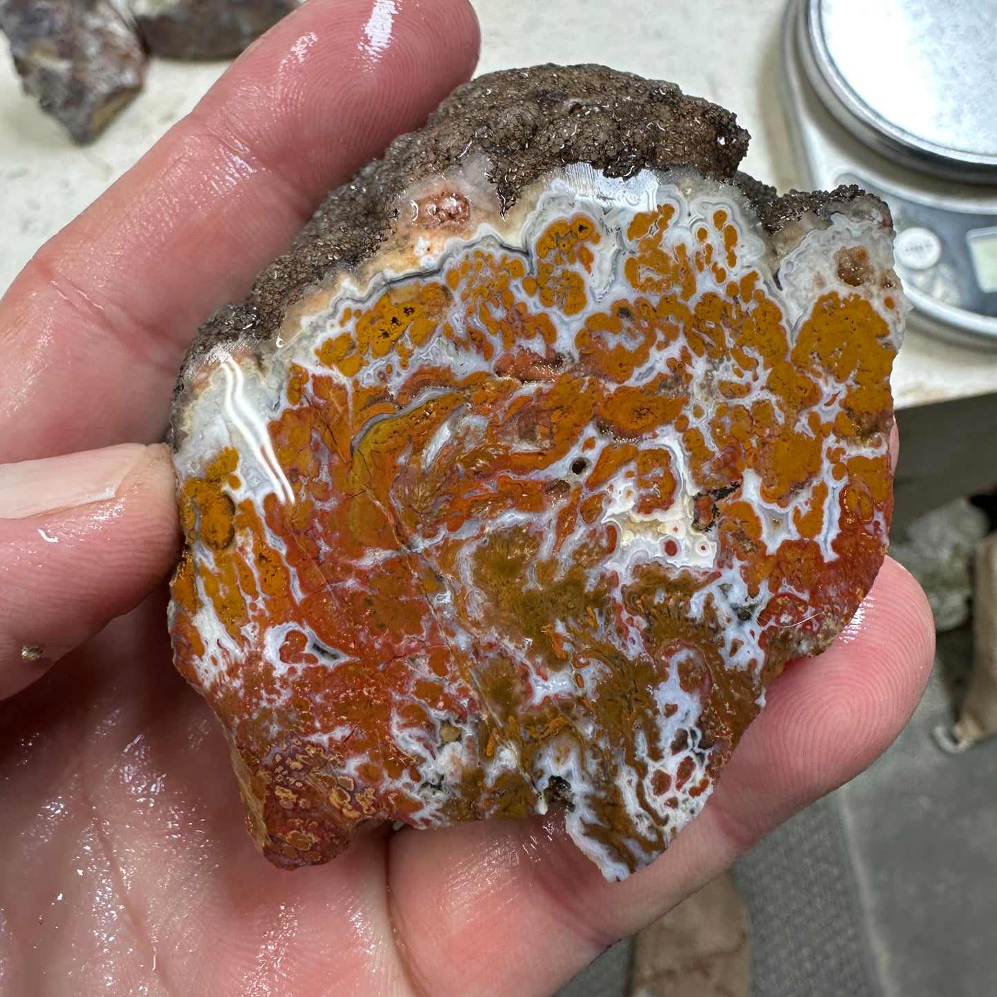 WINGATE PASS PLUME AGATE Windowed Rough - 0.62 Pounds