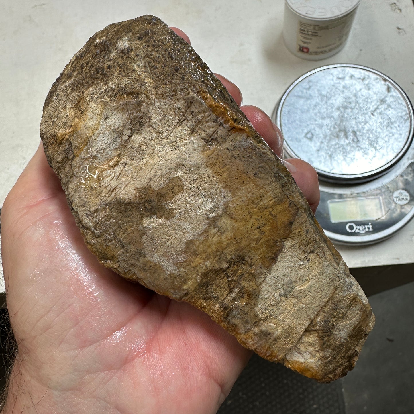 GEMBONE Dinosaur Bone Faced Rough - 28.8 ounces