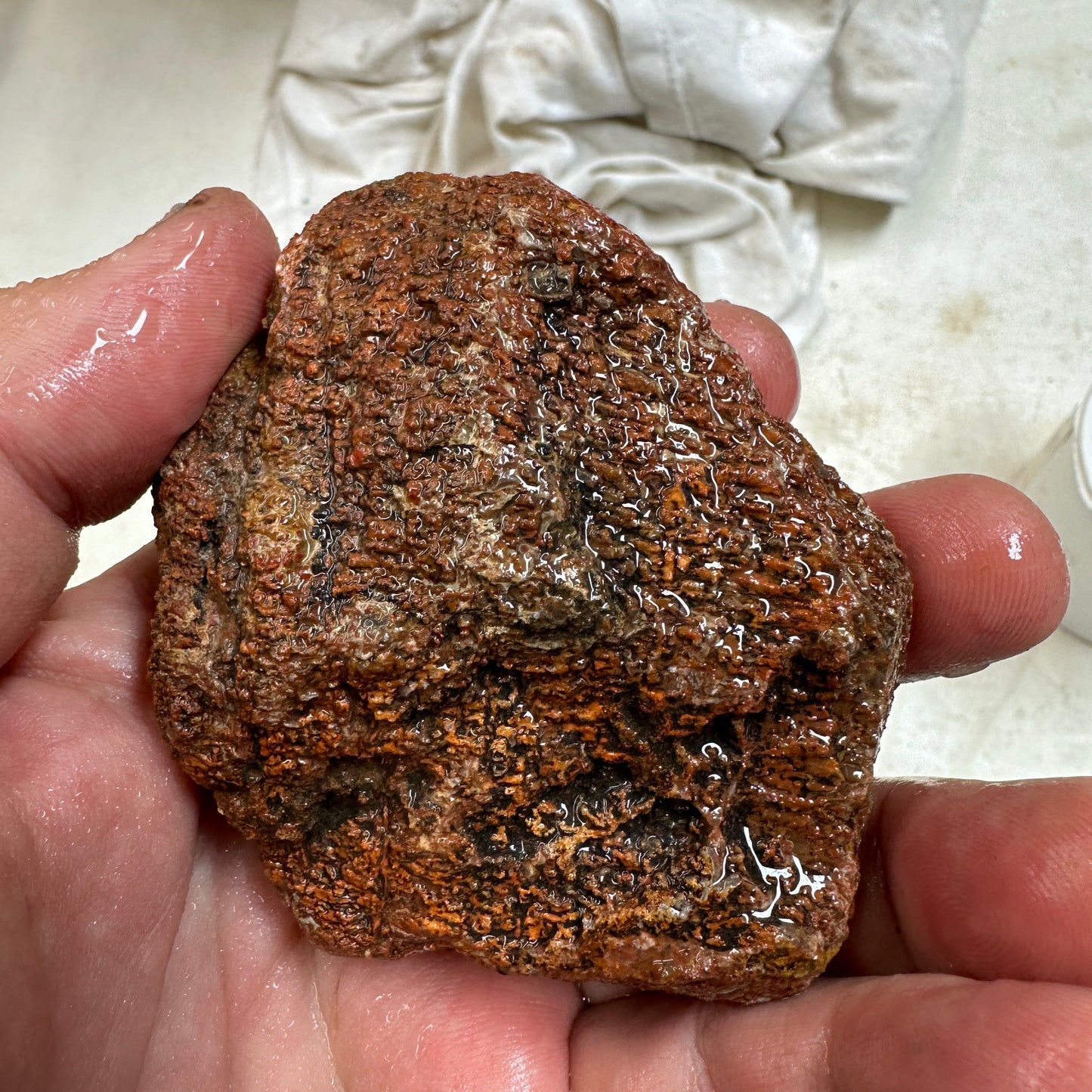 GEMBONE Dinosaur Bone Faced Rough - 0.65 Pounds