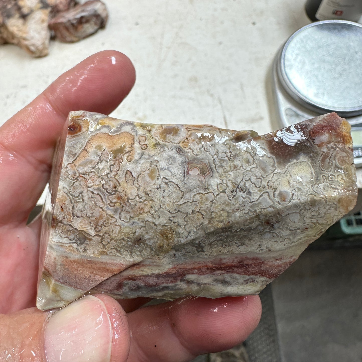 CRAZY LACE AGATE Rough - 0.61 pounds