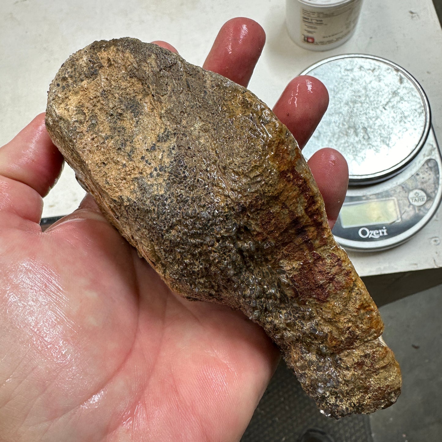 GEMBONE Dinosaur Bone Faced Rough - 28.8 ounces