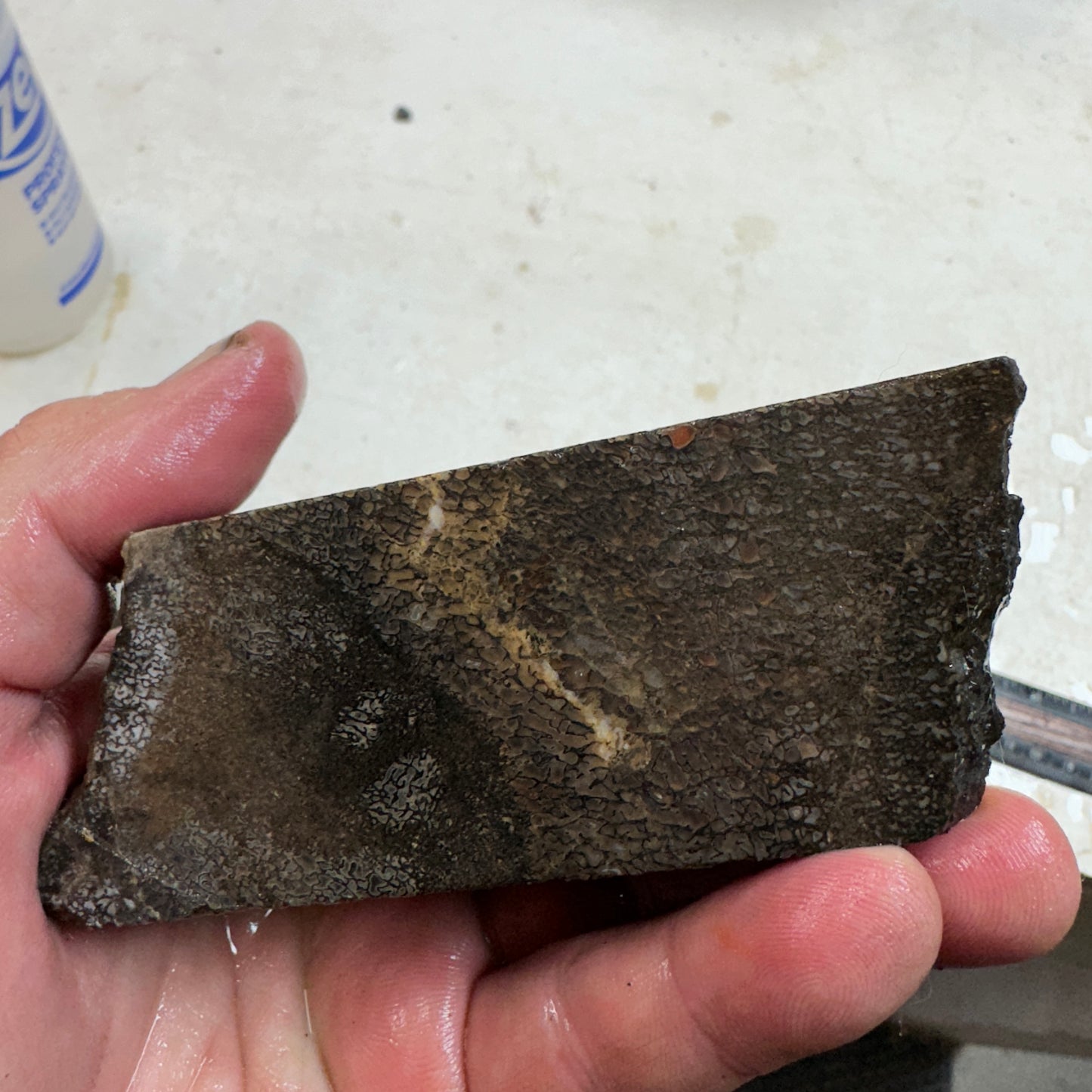 GEMBONE Dinosaur Bone Faced Rough - 1.05 Pounds