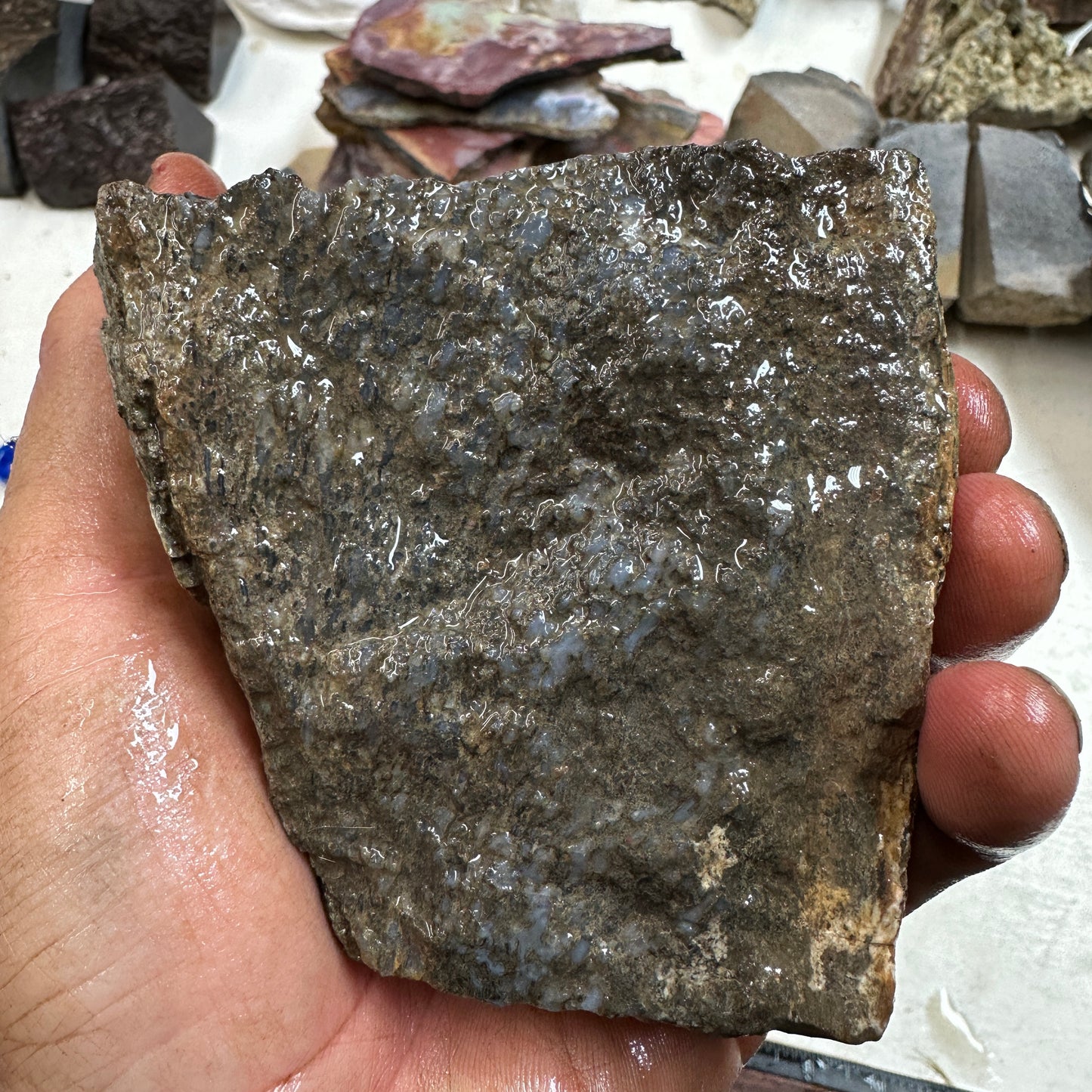 GEMBONE Dinosaur Bone Faced Rough - 2.09 Pounds