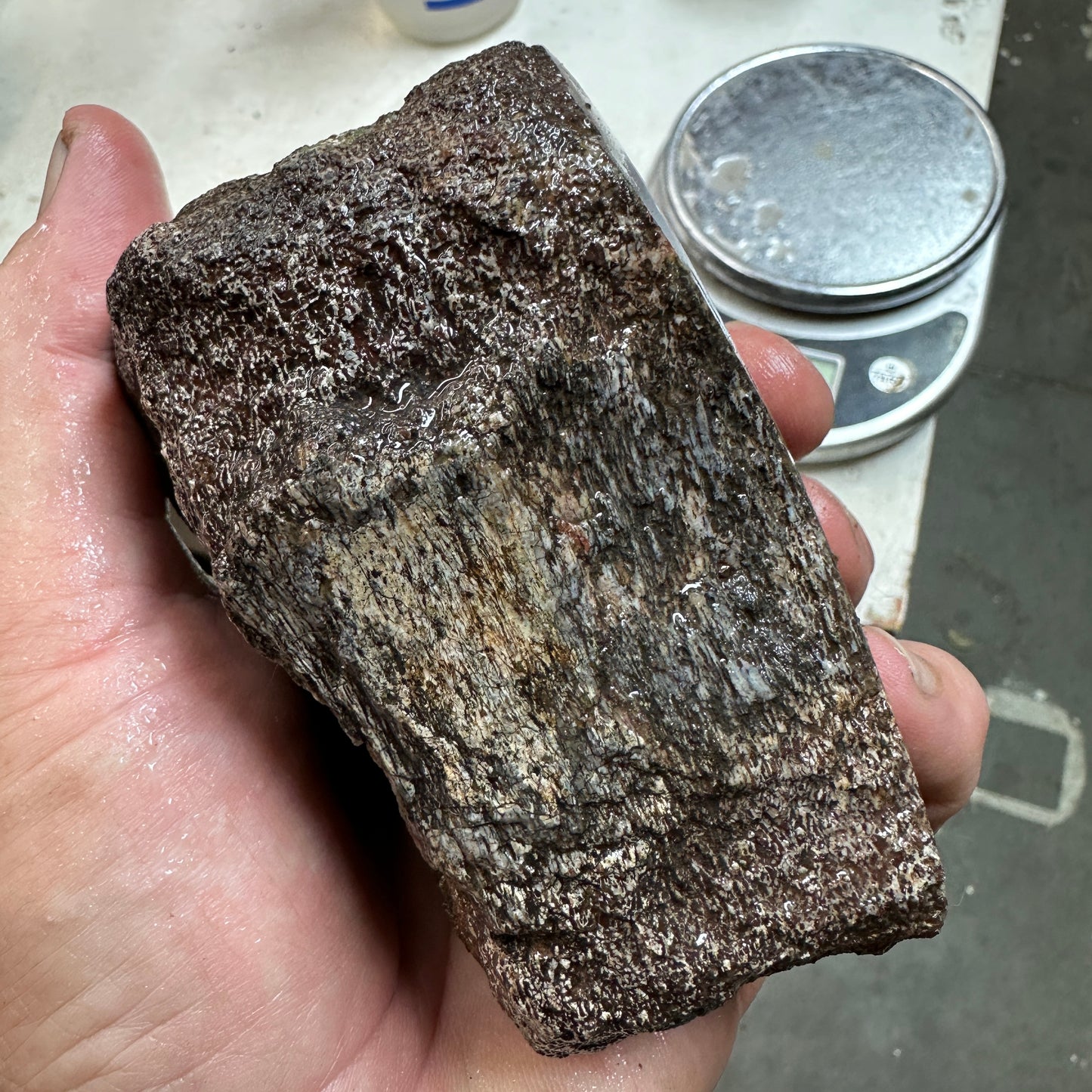 GEMBONE Dinosaur Bone Faced Rough - 1.89 Pounds