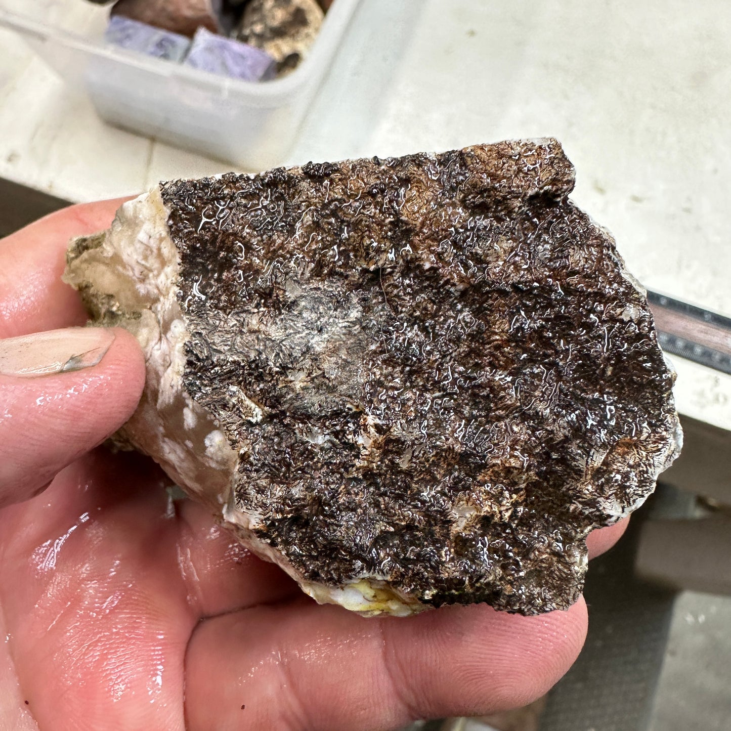 NEVADA POINT PLUME AGATE Faced Rough - 0.52 Pounds