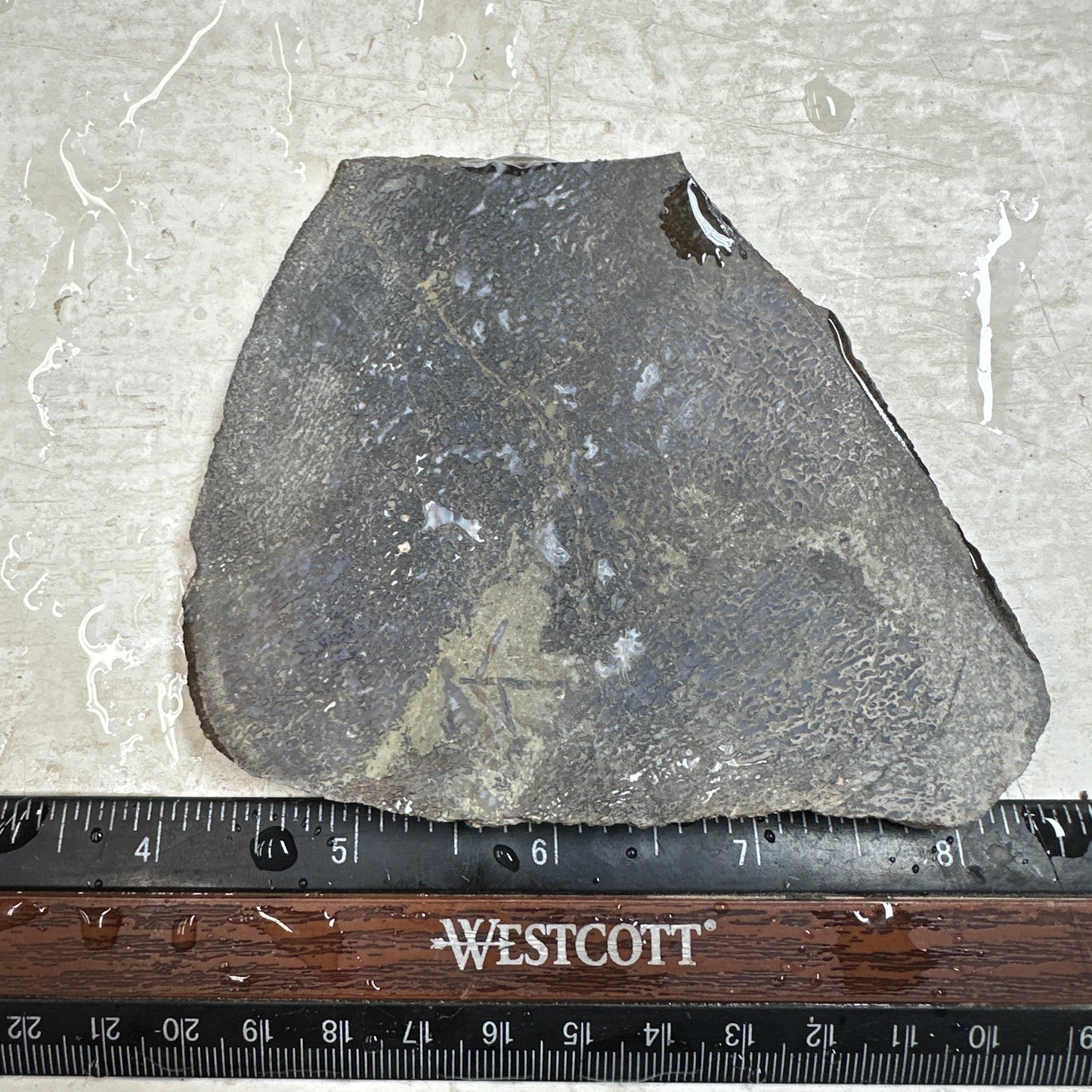 GEMBONE Dinosaur Bone Slab - 143 grams