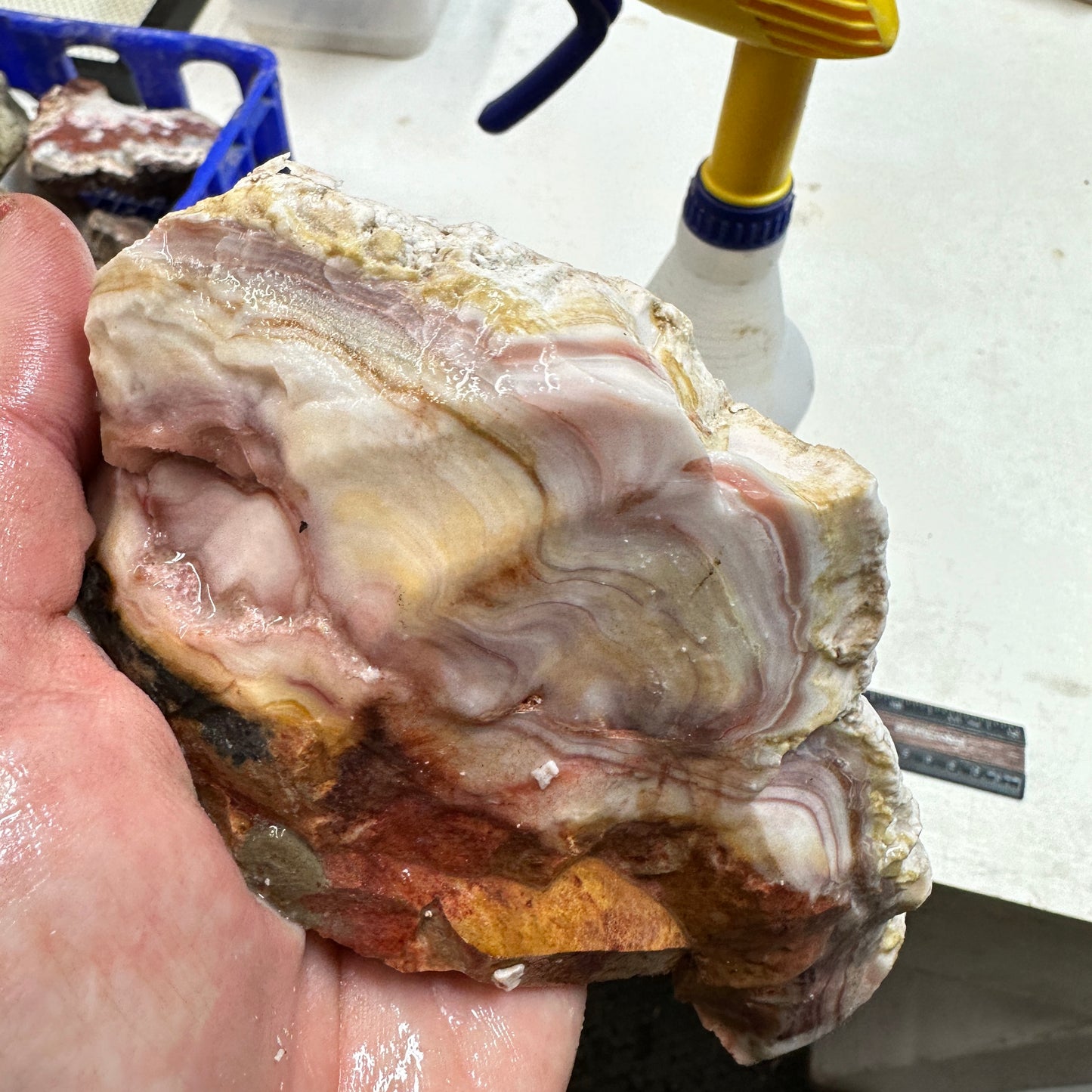 WINDY MOUNTAIN AGATE Rough - 1.91 Pounds