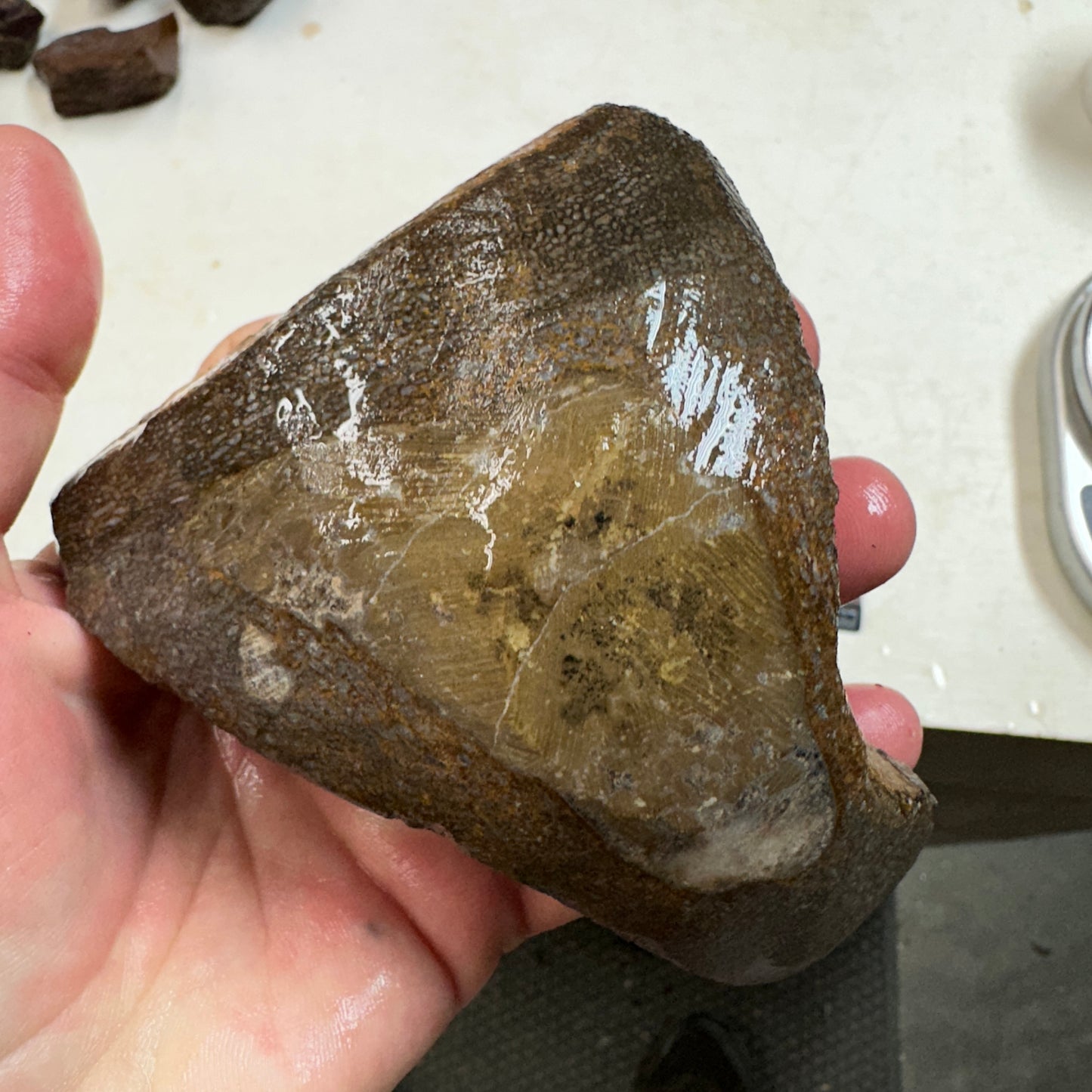 GEMBONE Dinosaur Bone Faced Rough - 24.2 ounces