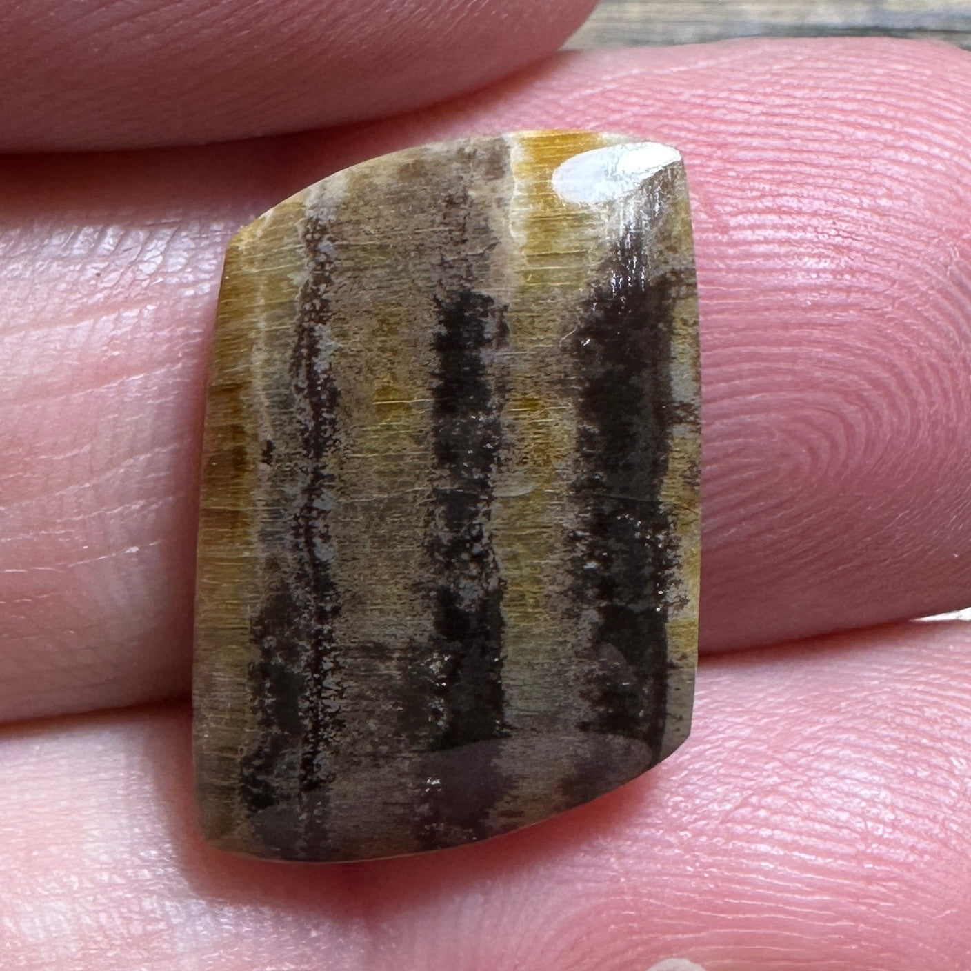 PETRIFIED WOOD cabochon