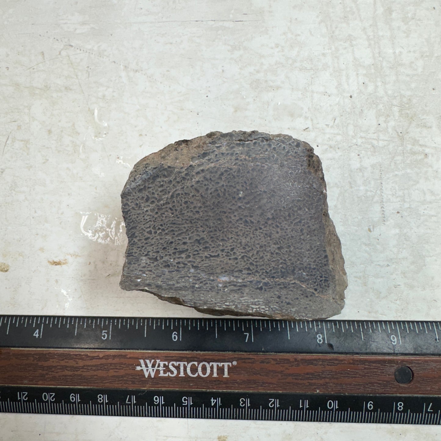 GEMBONE Dinosaur Bone Faced Rough - 9.8 ounces