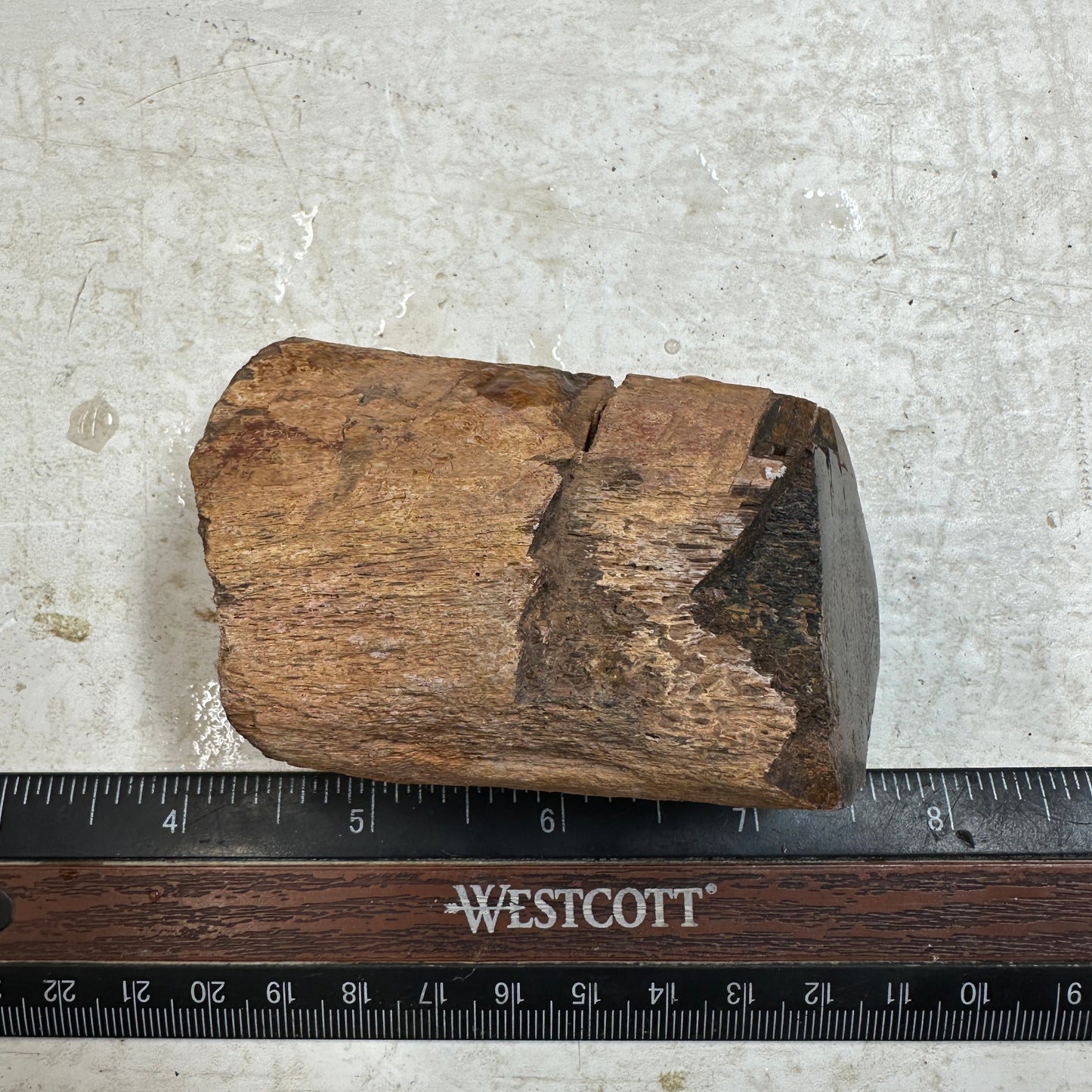 GEMBONE Dinosaur Bone Faced Rough - 9.4 ounces