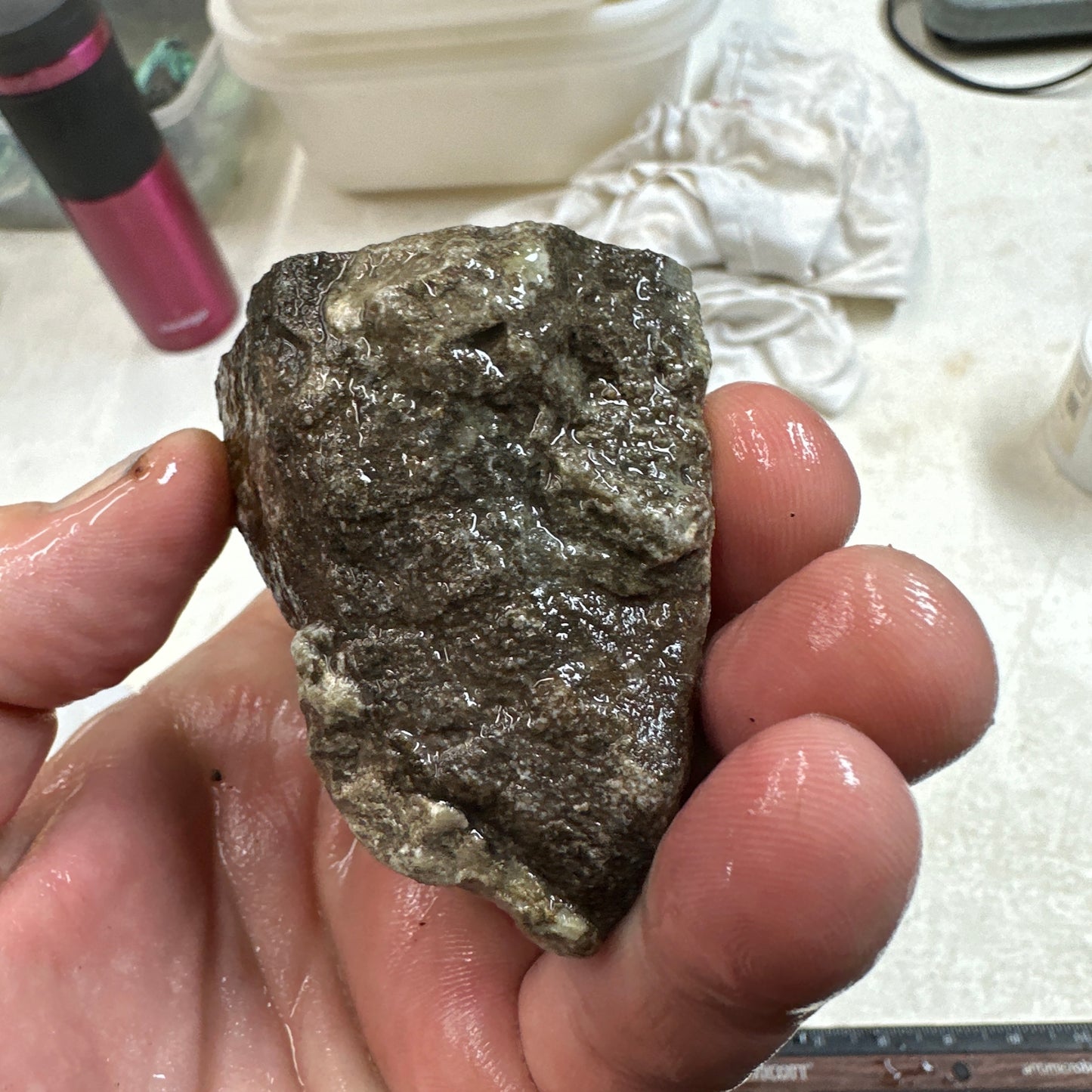 GEMBONE Dinosaur Bone Faced Rough - 0.58 Pounds