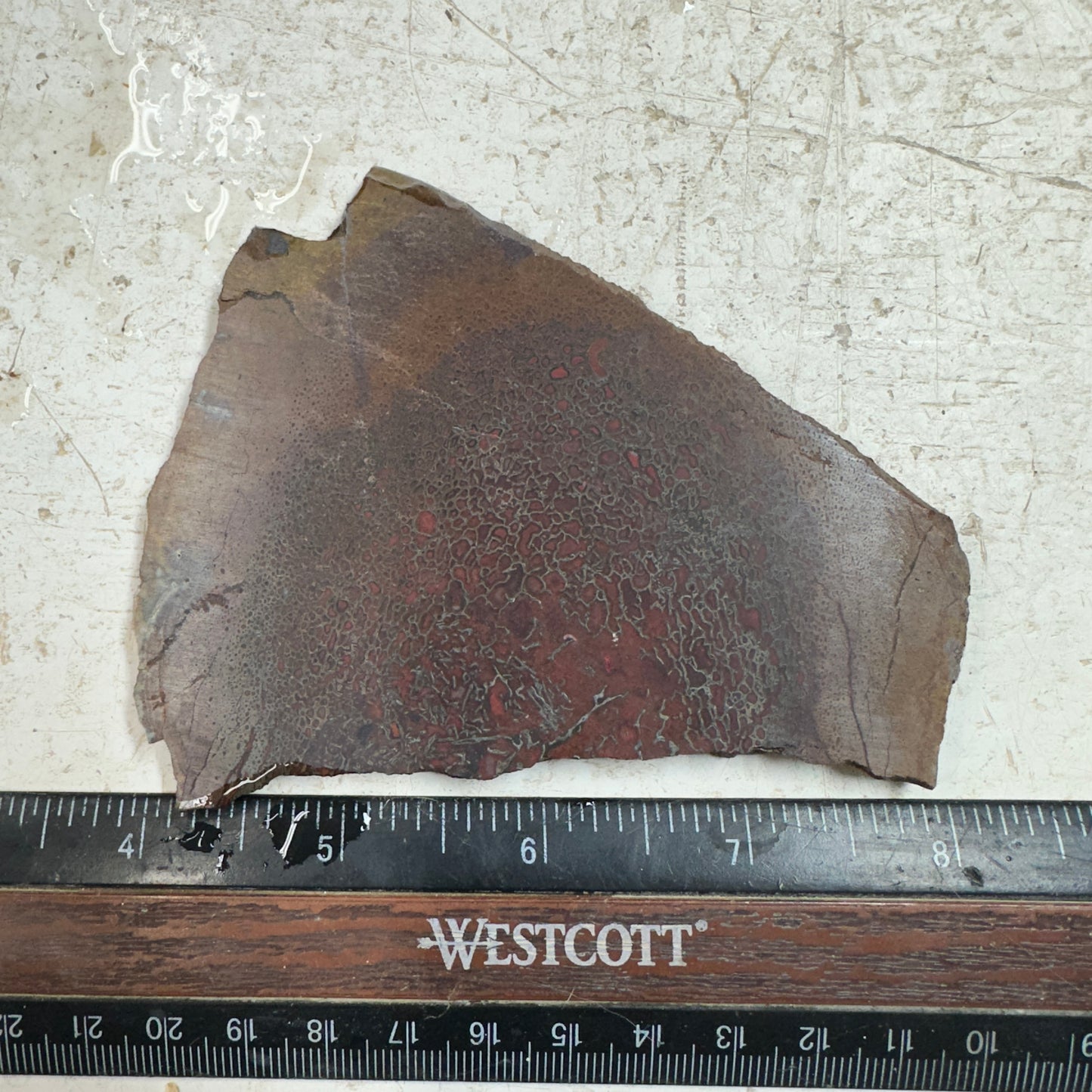 GEMBONE Dinosaur Bone Slab - 103 grams
