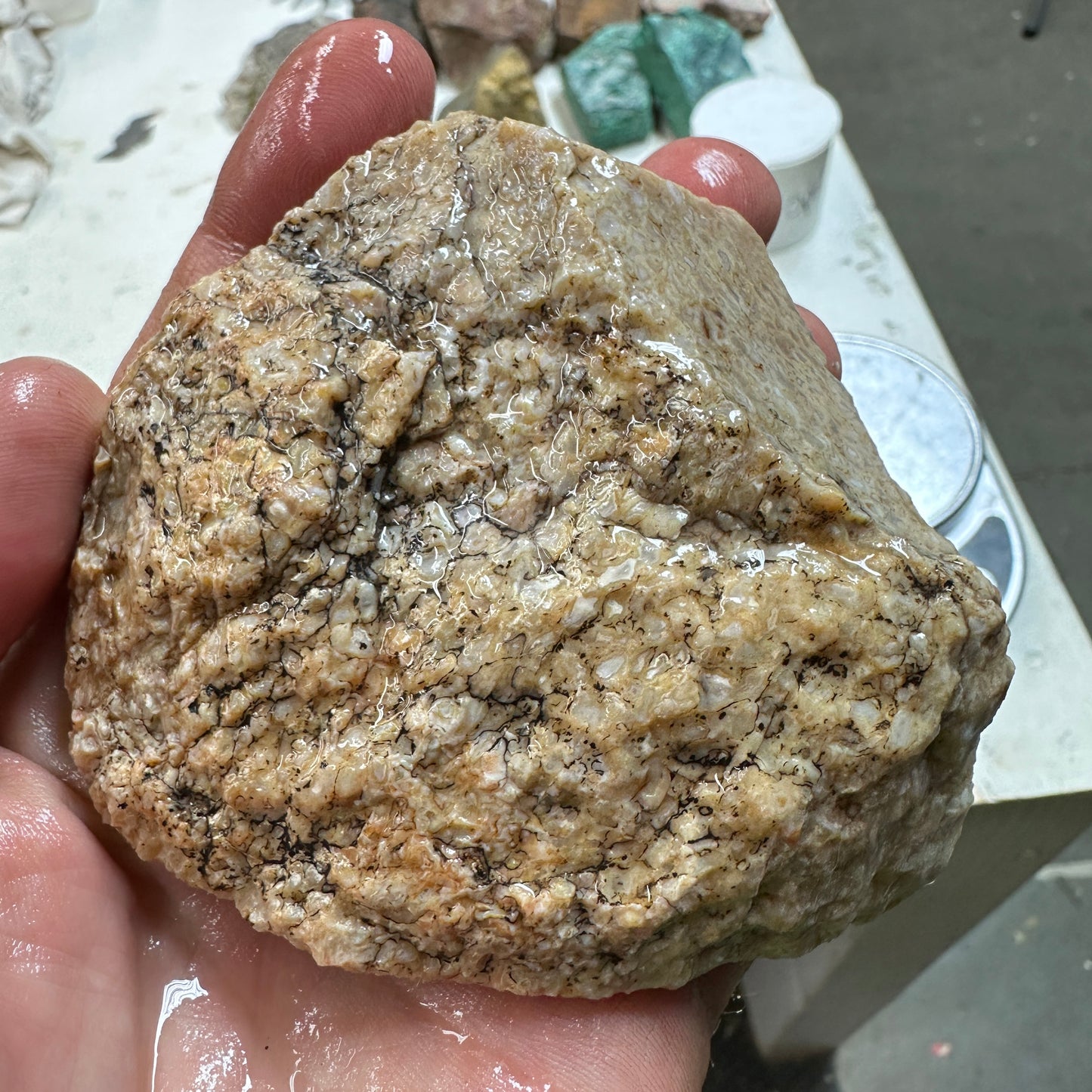 GEMBONE Dinosaur Bone Faced Rough - 0.89 Pounds