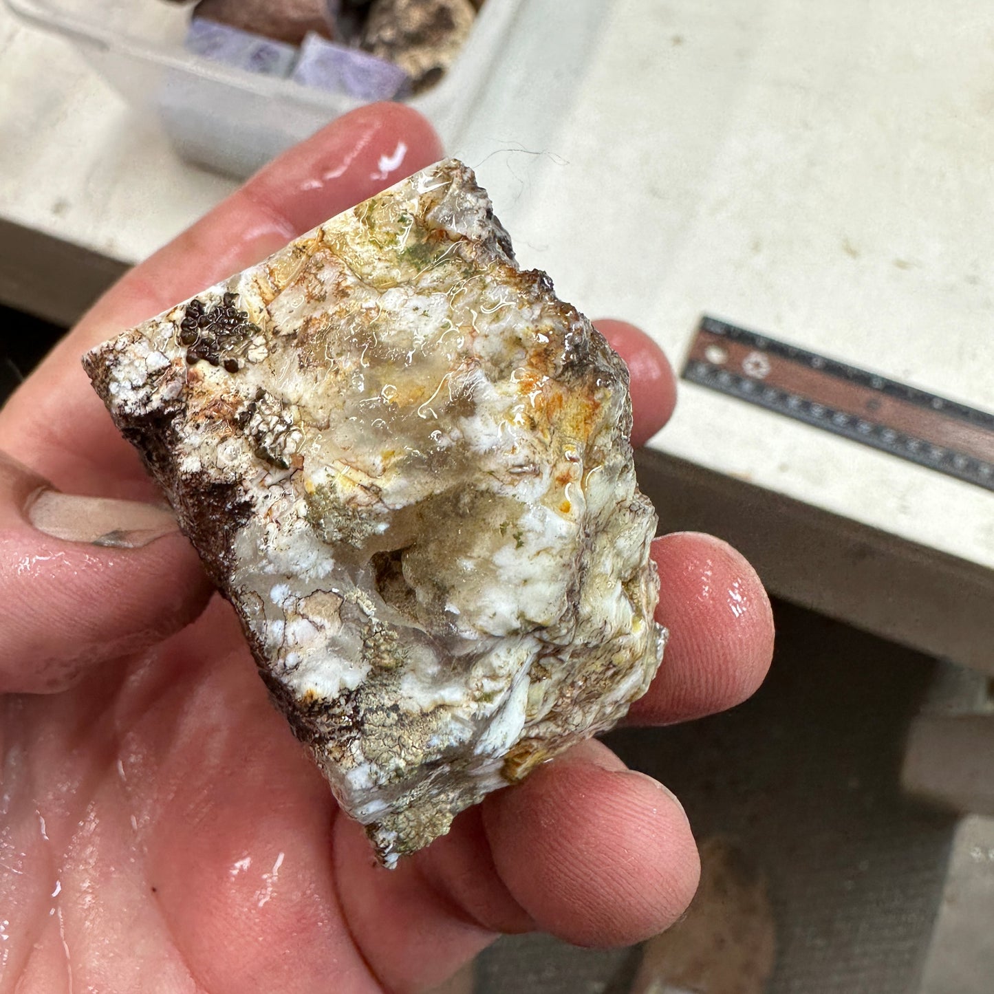 NEVADA POINT PLUME AGATE Faced Rough - 0.52 Pounds