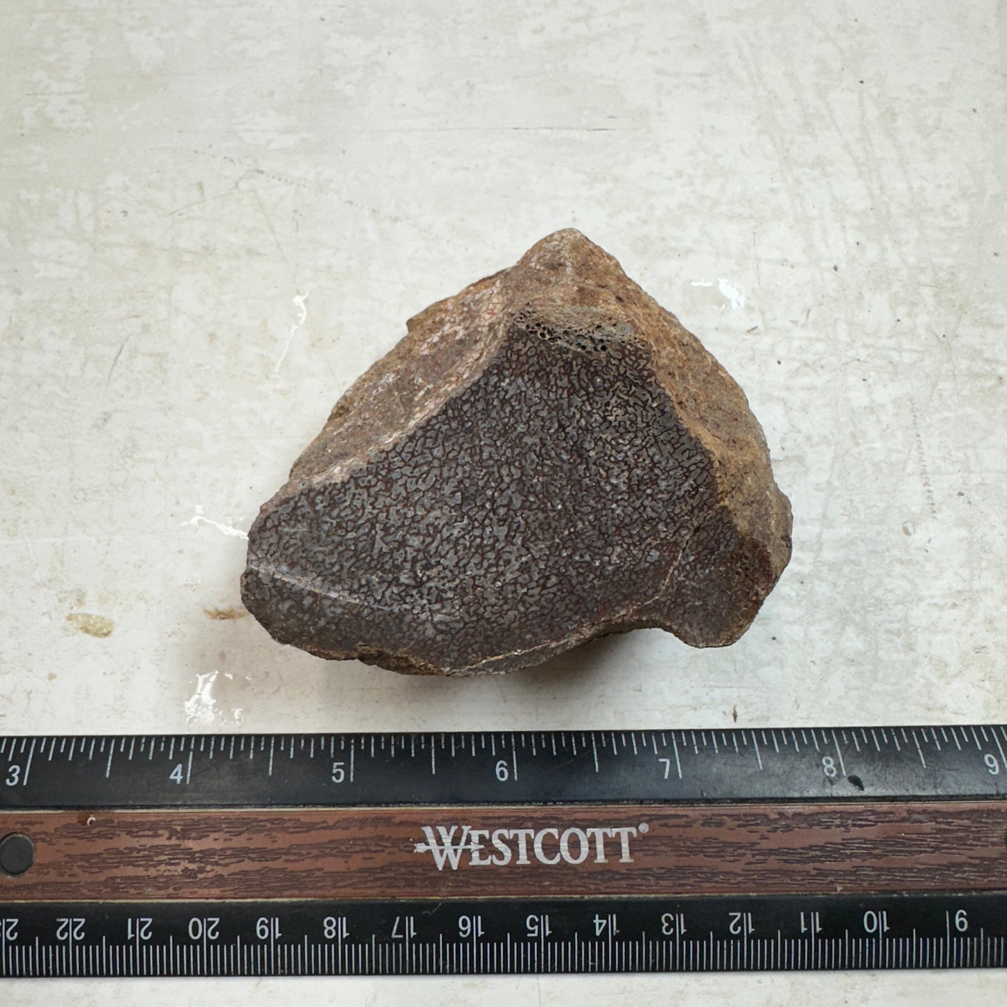 GEMBONE Dinosaur Bone Faced Rough - 10.3 ounces