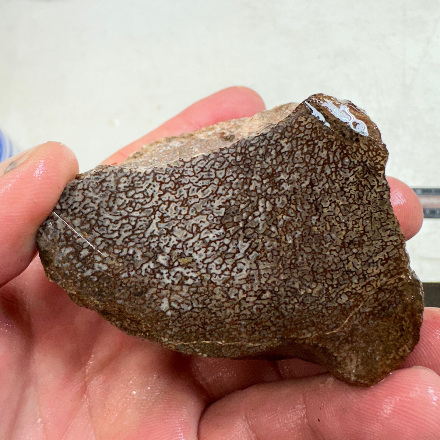 GEMBONE Dinosaur Bone Faced Rough - 10.3 ounces