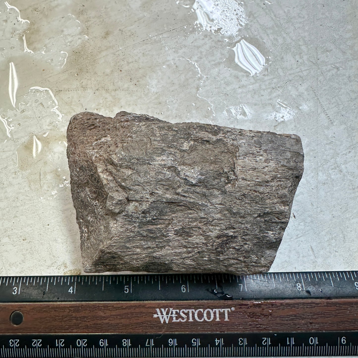 GEMBONE Dinosaur Bone Faced Rough - 0.98 Pounds