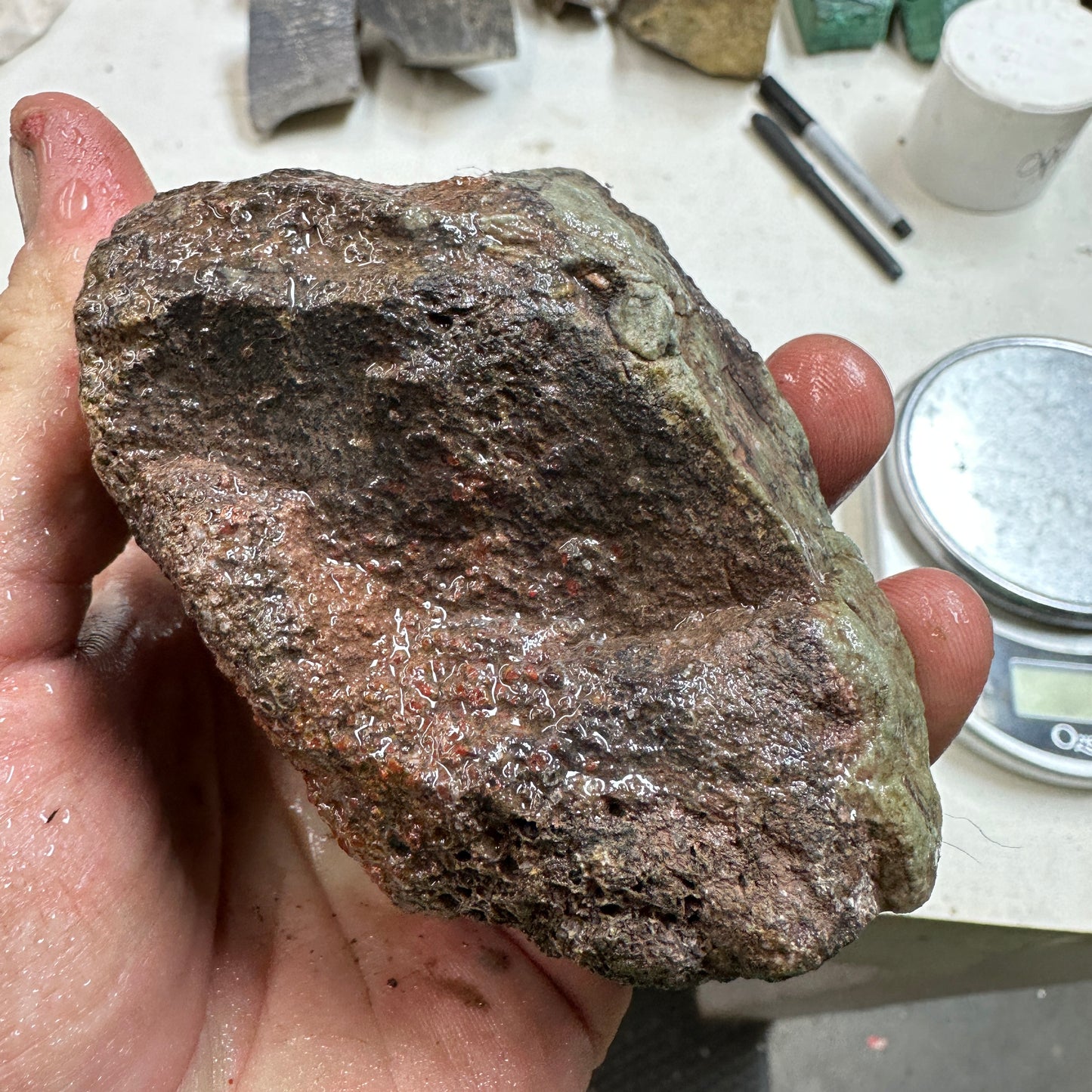 GEMBONE Dinosaur Bone Faced Rough - 1.42 Pounds