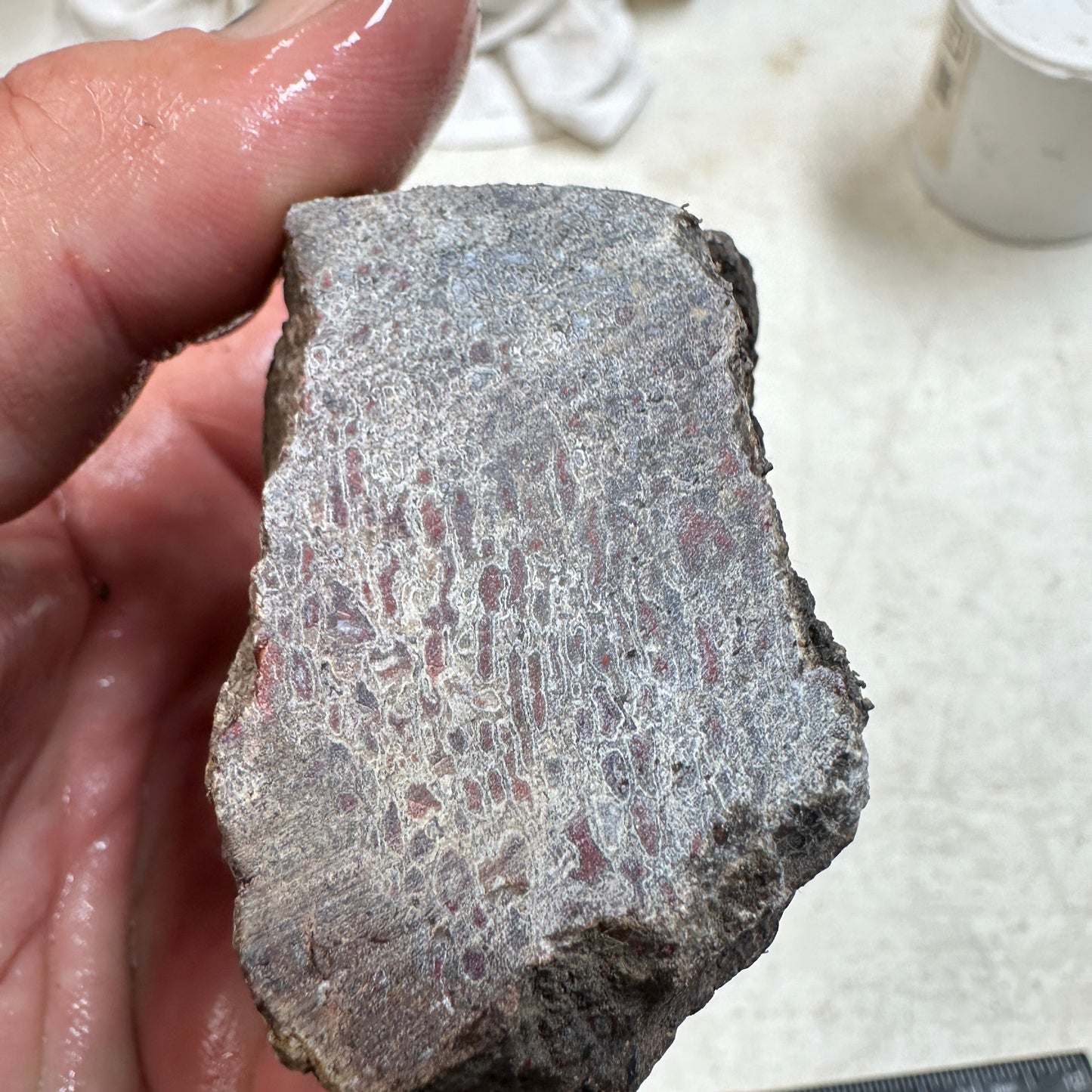 GEMBONE Dinosaur Bone Faced Rough - 0.46 Pounds