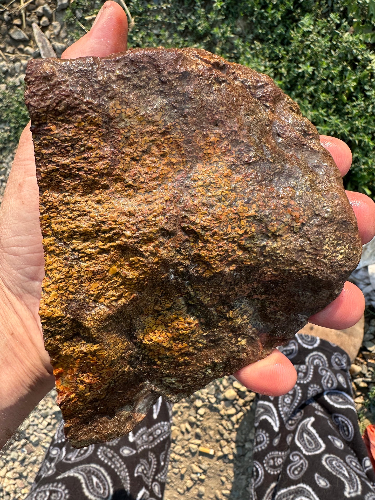 GEMBONE Dinosaur Bone Faced Rough - 2.77 Pounds