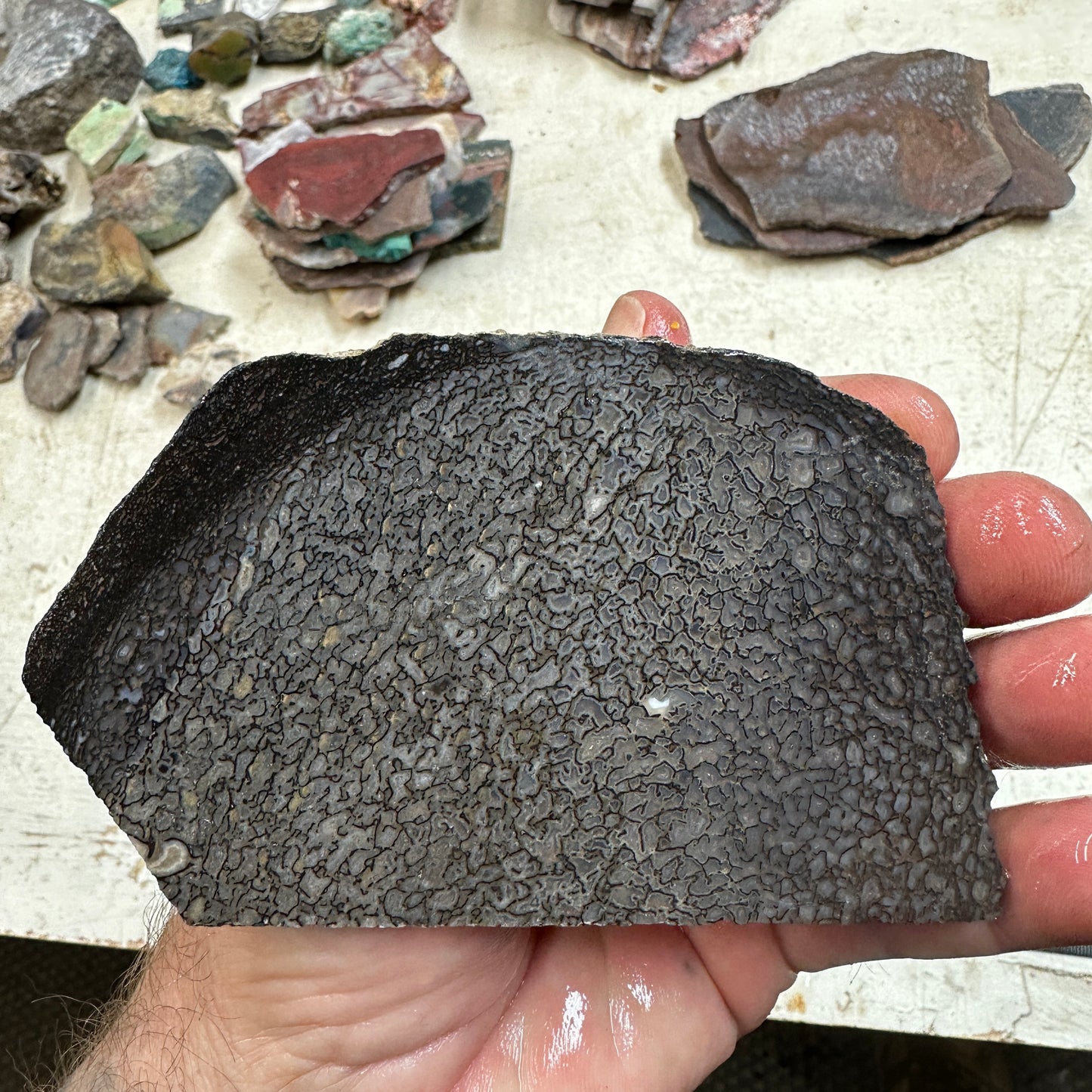 GEMBONE Dinosaur Bone Slab - 140 grams