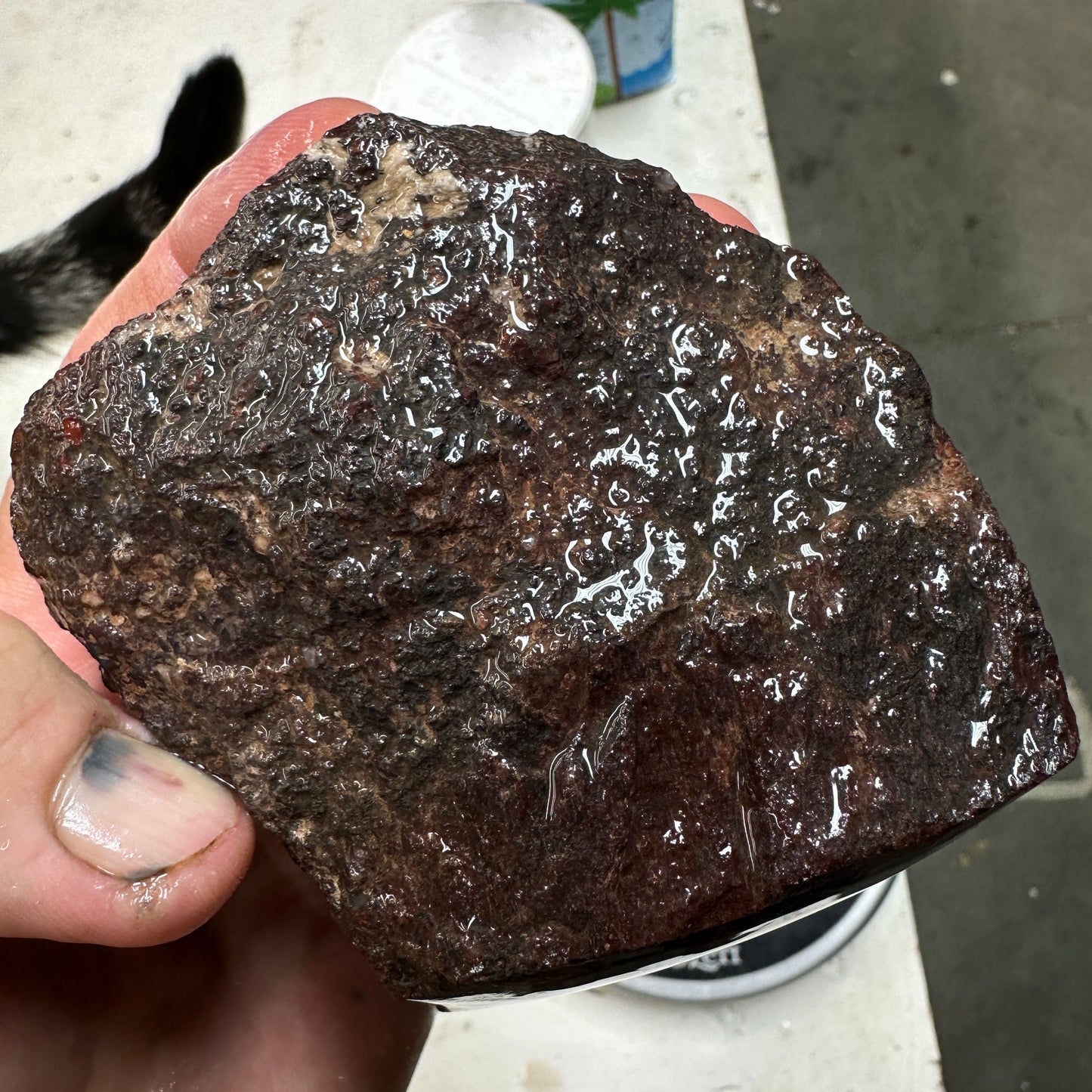 GEMBONE Dinosaur Bone Faced Rough - 1.41 Pounds