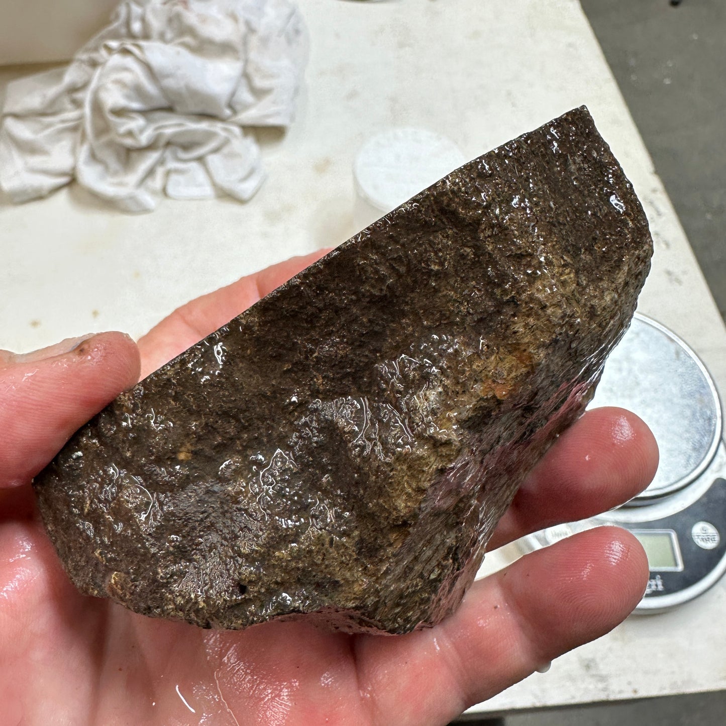 GEMBONE Dinosaur Bone Faced Rough - 1.20 Pounds