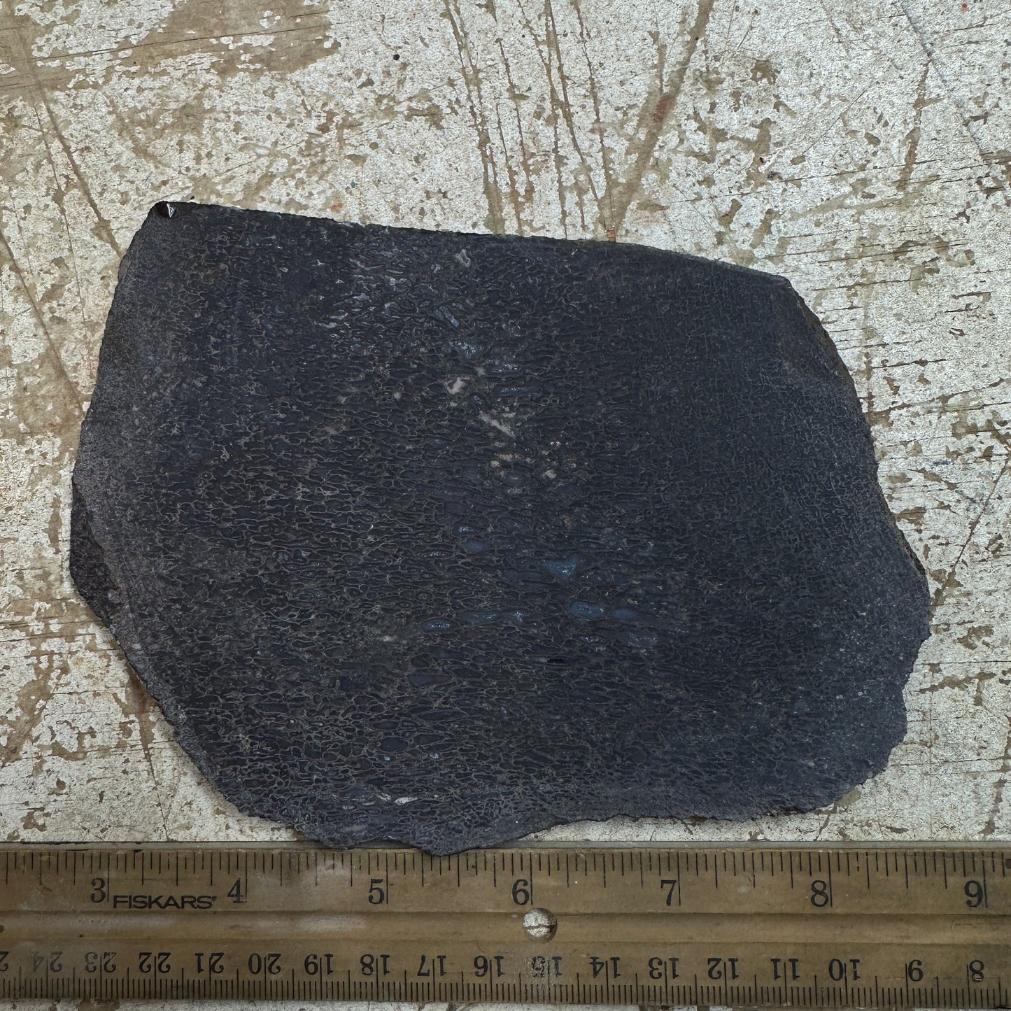 GEMBONE Dinosaur Bone Slab - 256 grams