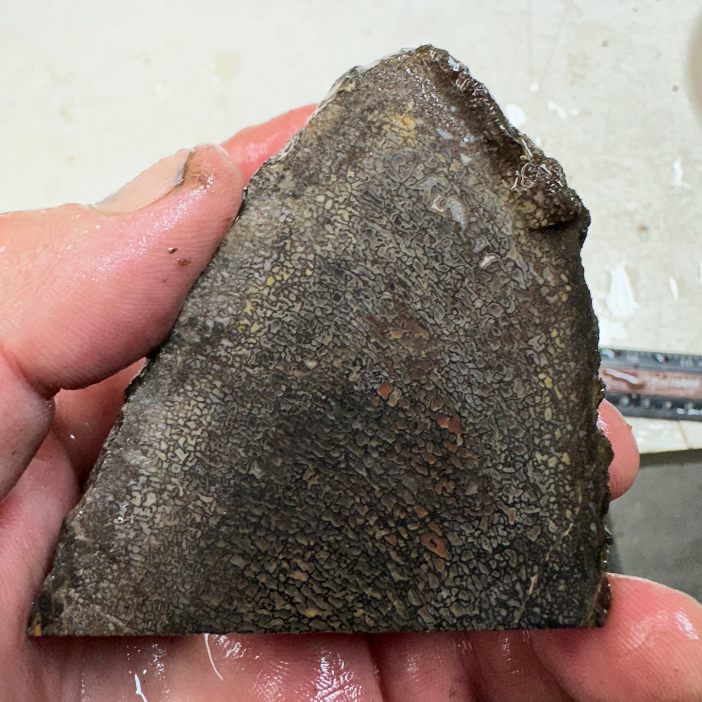 GEMBONE Dinosaur Bone Faced Rough - 0.83 Pounds