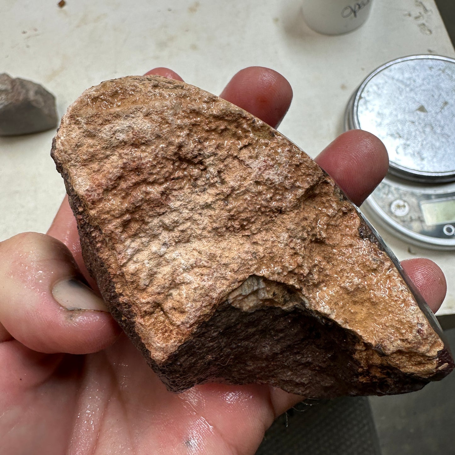 GEMBONE Dinosaur Bone Faced Rough - 1.34 Pounds